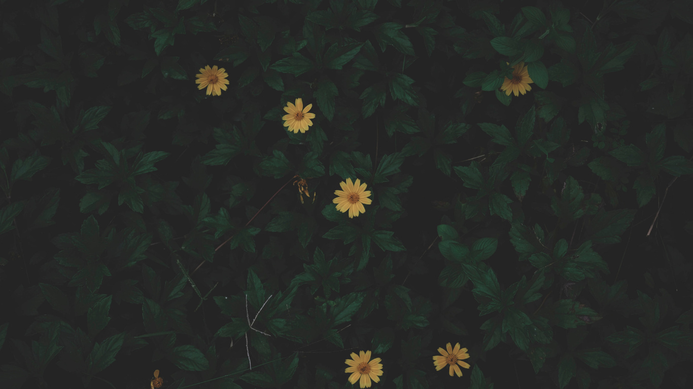 Обои черный, зеленый, желтый, лист, узор в разрешении 1366x768