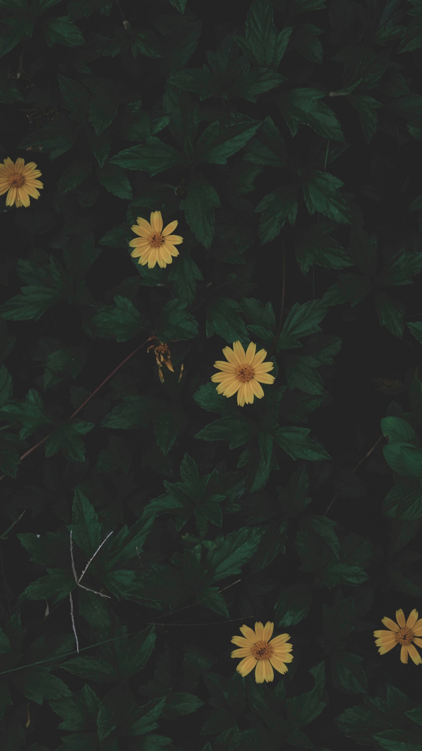 Обои черный, зеленый, желтый, лист, узор в разрешении 1440x2560