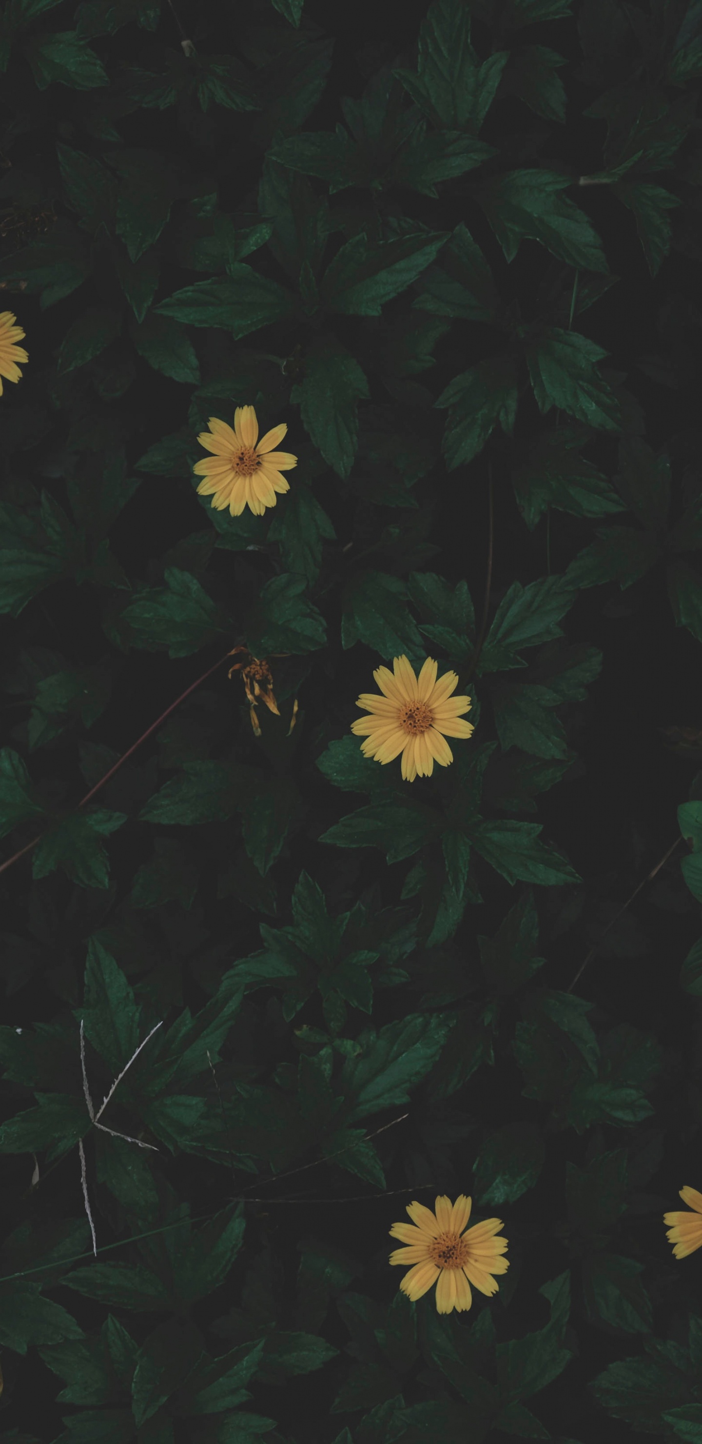 Обои черный, зеленый, желтый, лист, узор в разрешении 1440x2960