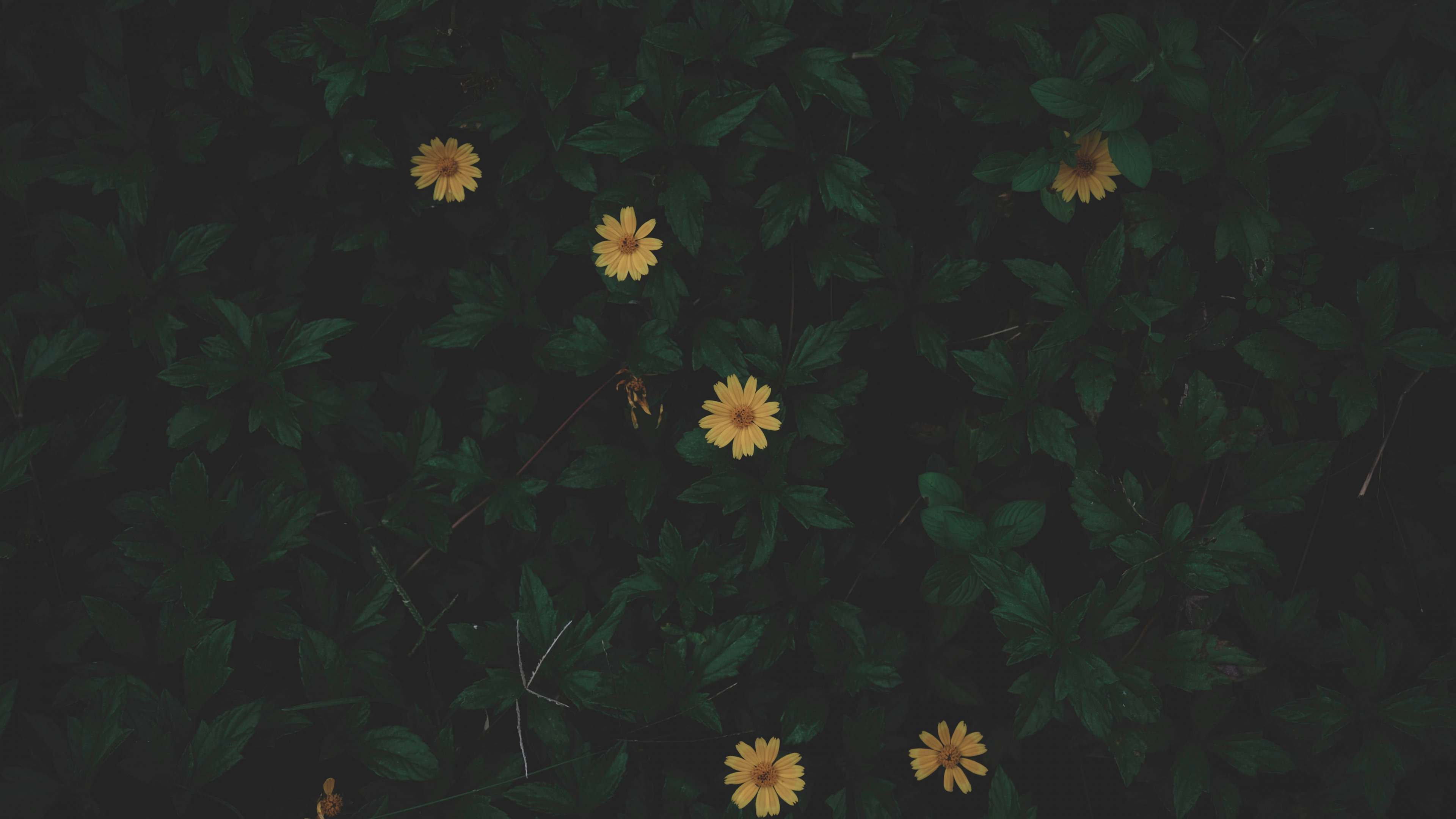 Обои черный, зеленый, желтый, лист, узор в разрешении 3840x2160