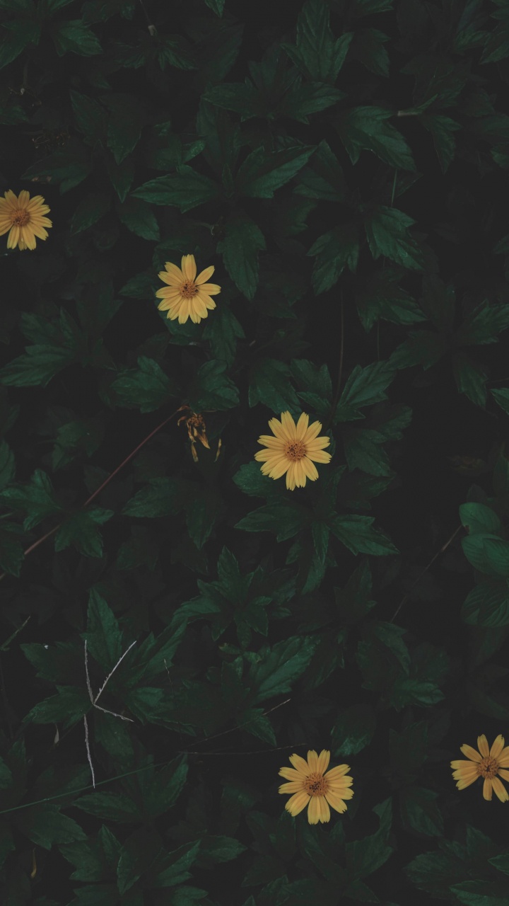 Обои черный, зеленый, желтый, лист, узор в разрешении 720x1280