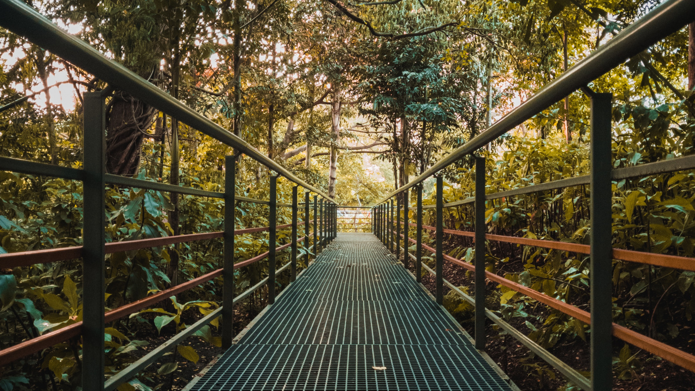 Обои лист, природный ландшафт, веревка, окружающая среда, дерево в разрешении 1366x768