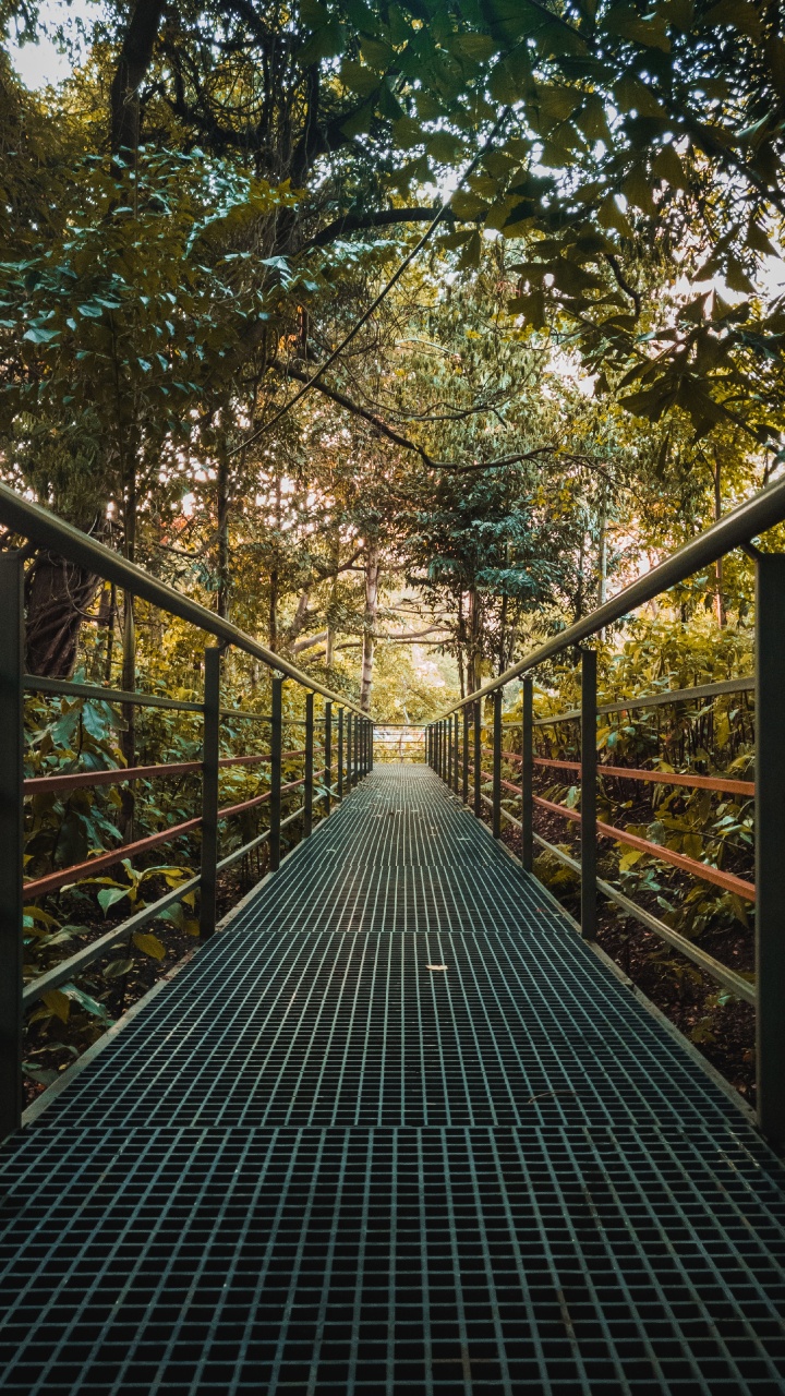 Обои лист, природный ландшафт, веревка, окружающая среда, дерево в разрешении 720x1280