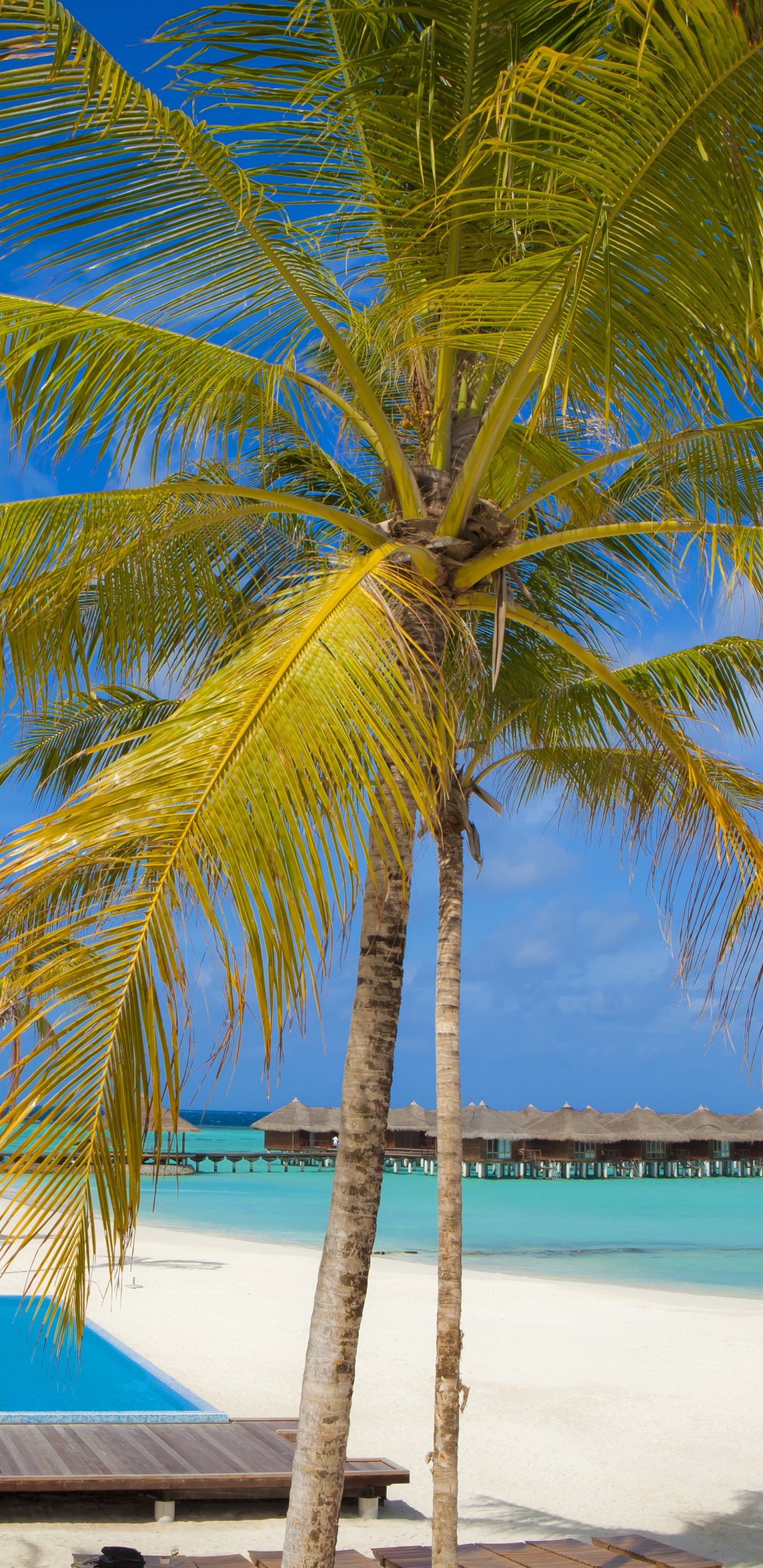 Обои пляж, прибежище, жилье, вилла, плавательный бассейн в разрешении 1440x2960