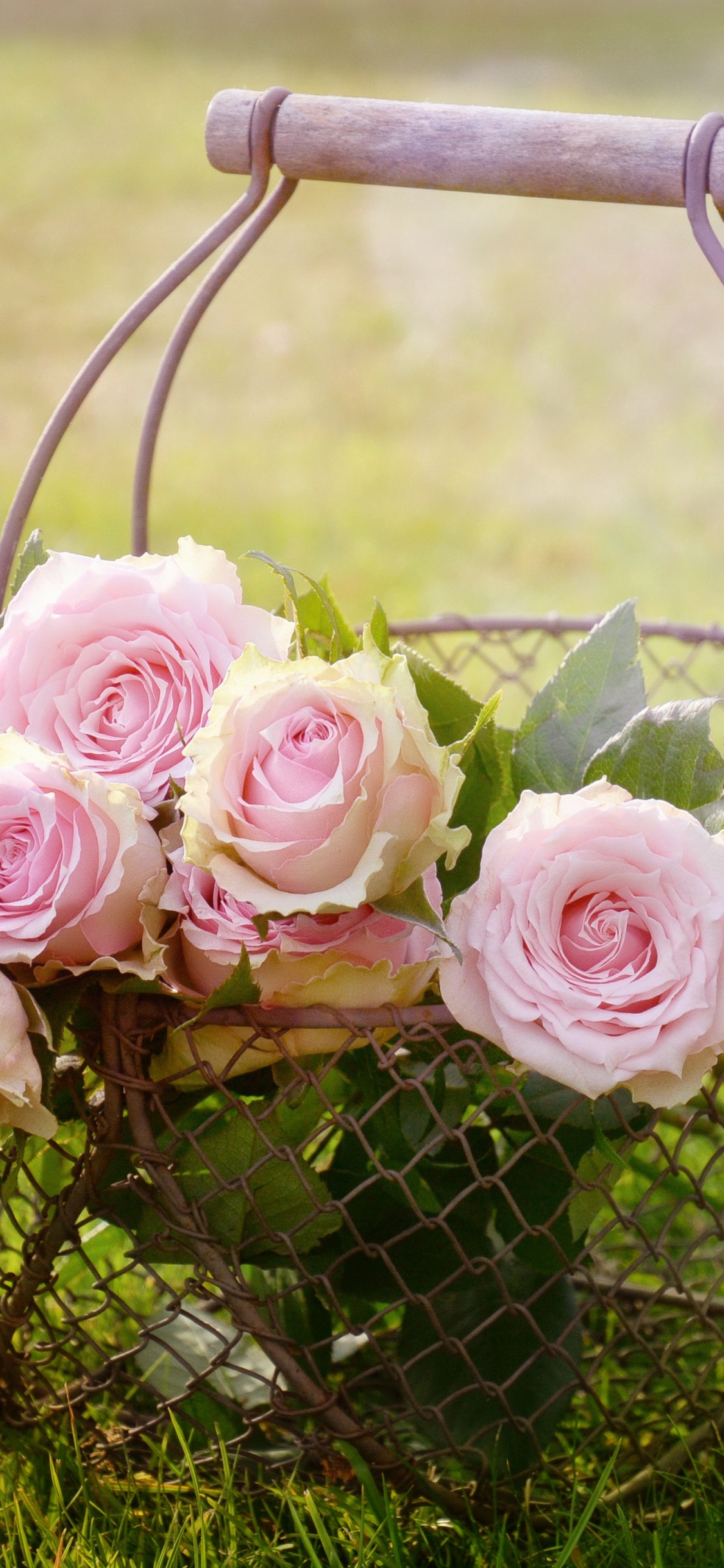 Обои цветок, Роза, сад роз, розовый, корзина в разрешении 1125x2436