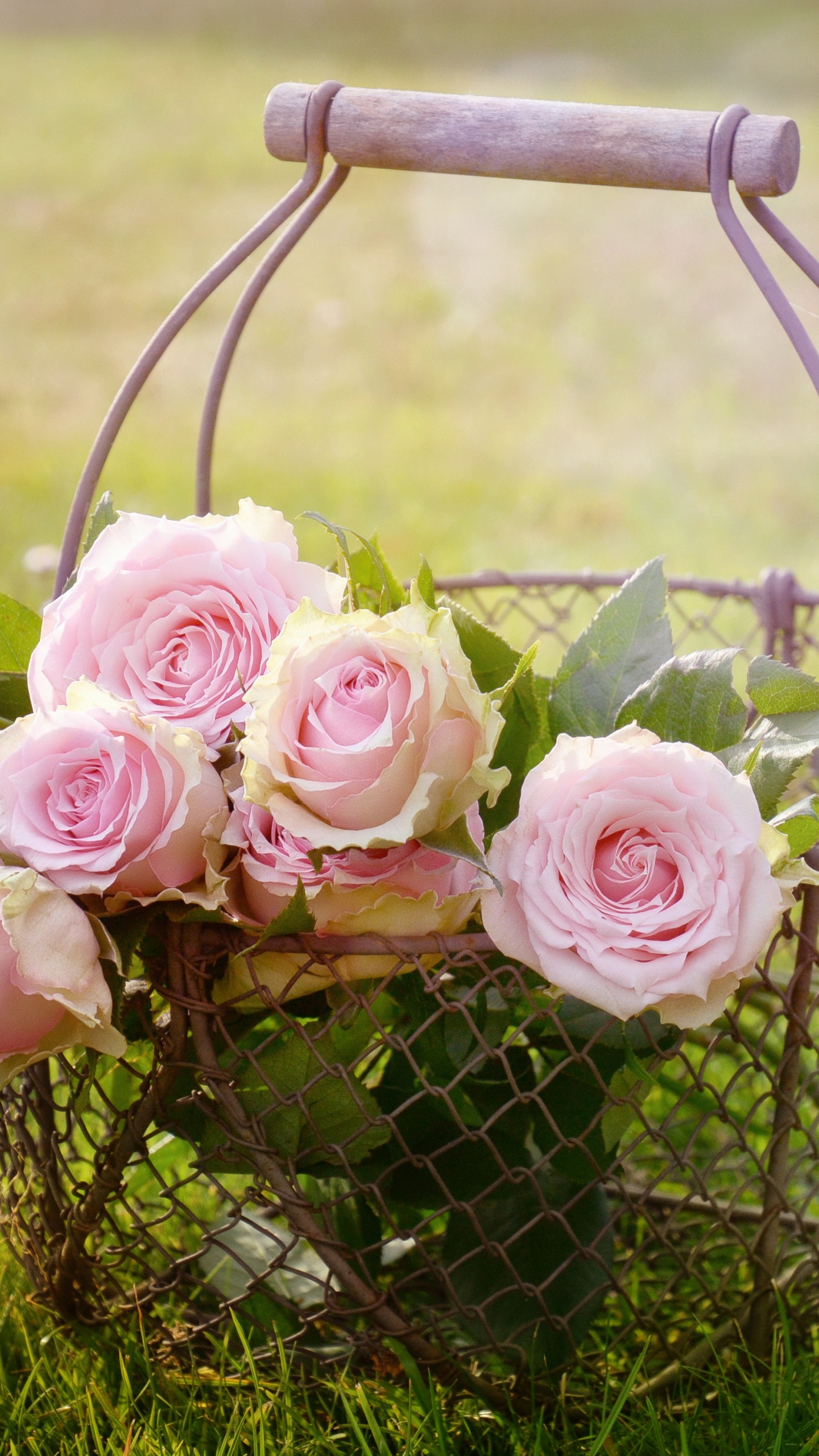 Обои цветок, Роза, сад роз, розовый, корзина в разрешении 1440x2560