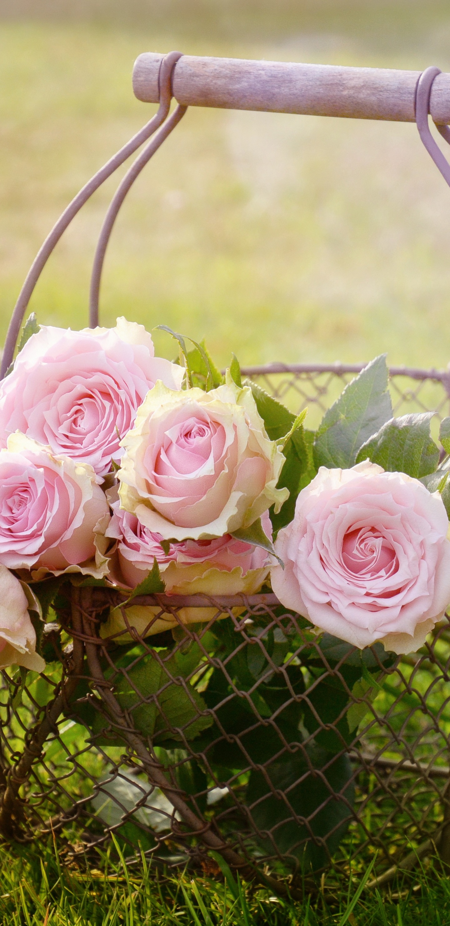 Обои цветок, Роза, сад роз, розовый, корзина в разрешении 1440x2960