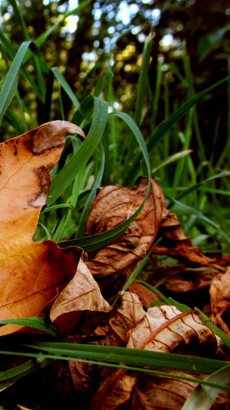 Обои осень, листопадные, лиственные, съедобный гриб, весна в разрешении 750x1334