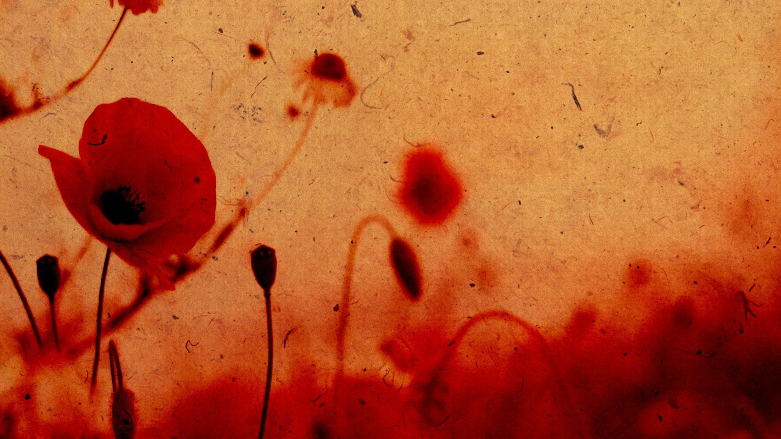 Обои маковое поле, красный цвет, лепесток, цветок, семейства маковых в разрешении 2560x1440