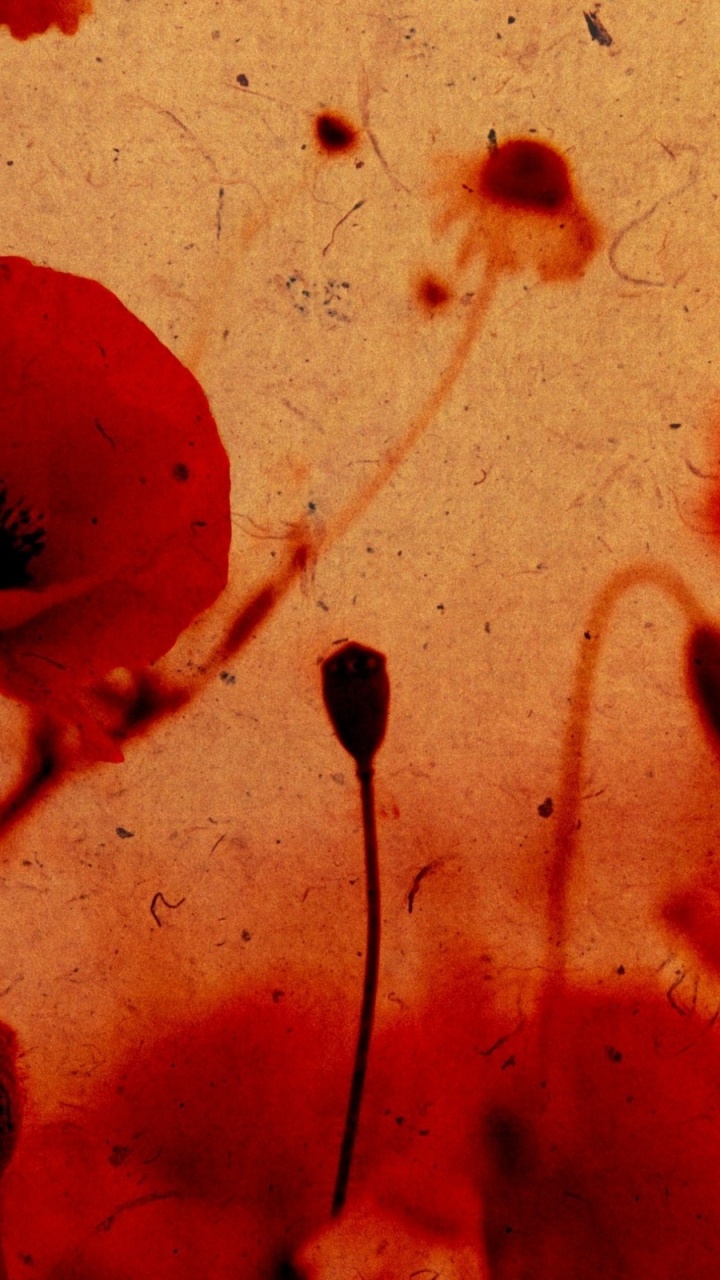 Обои маковое поле, красный цвет, лепесток, цветок, семейства маковых в разрешении 720x1280