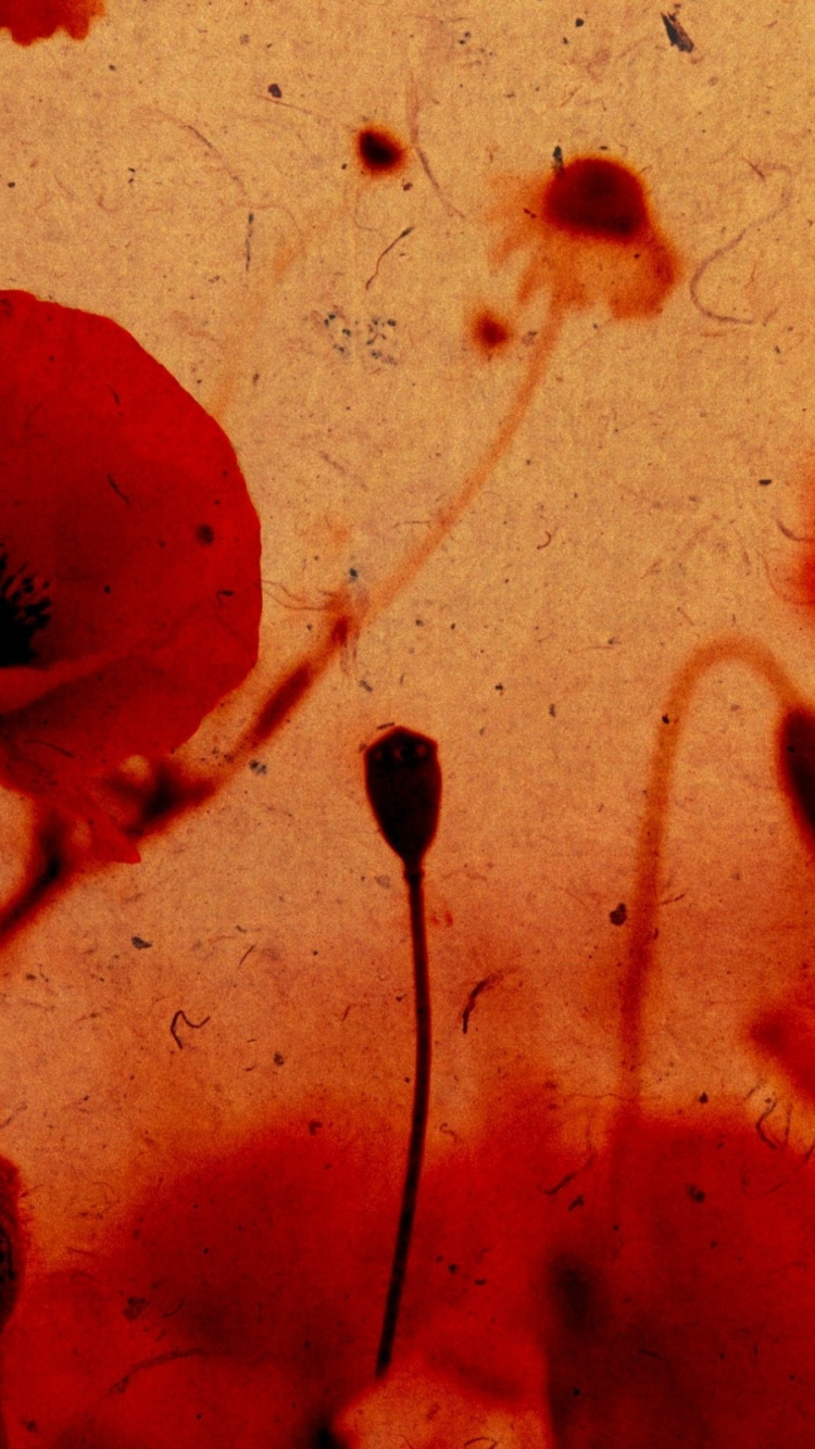 Обои маковое поле, красный цвет, лепесток, цветок, семейства маковых в разрешении 750x1334