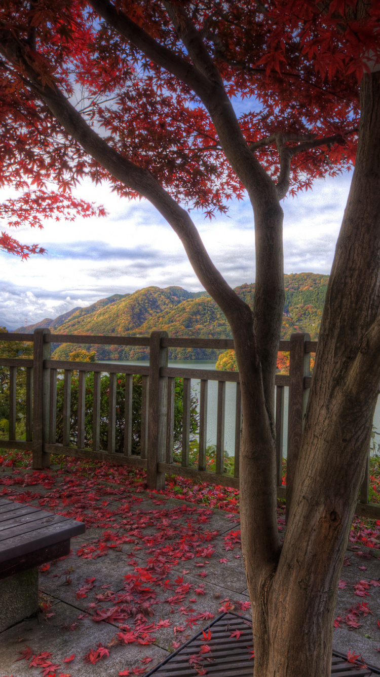 Обои дерево, природа, лист, осень, растение в разрешении 750x1334