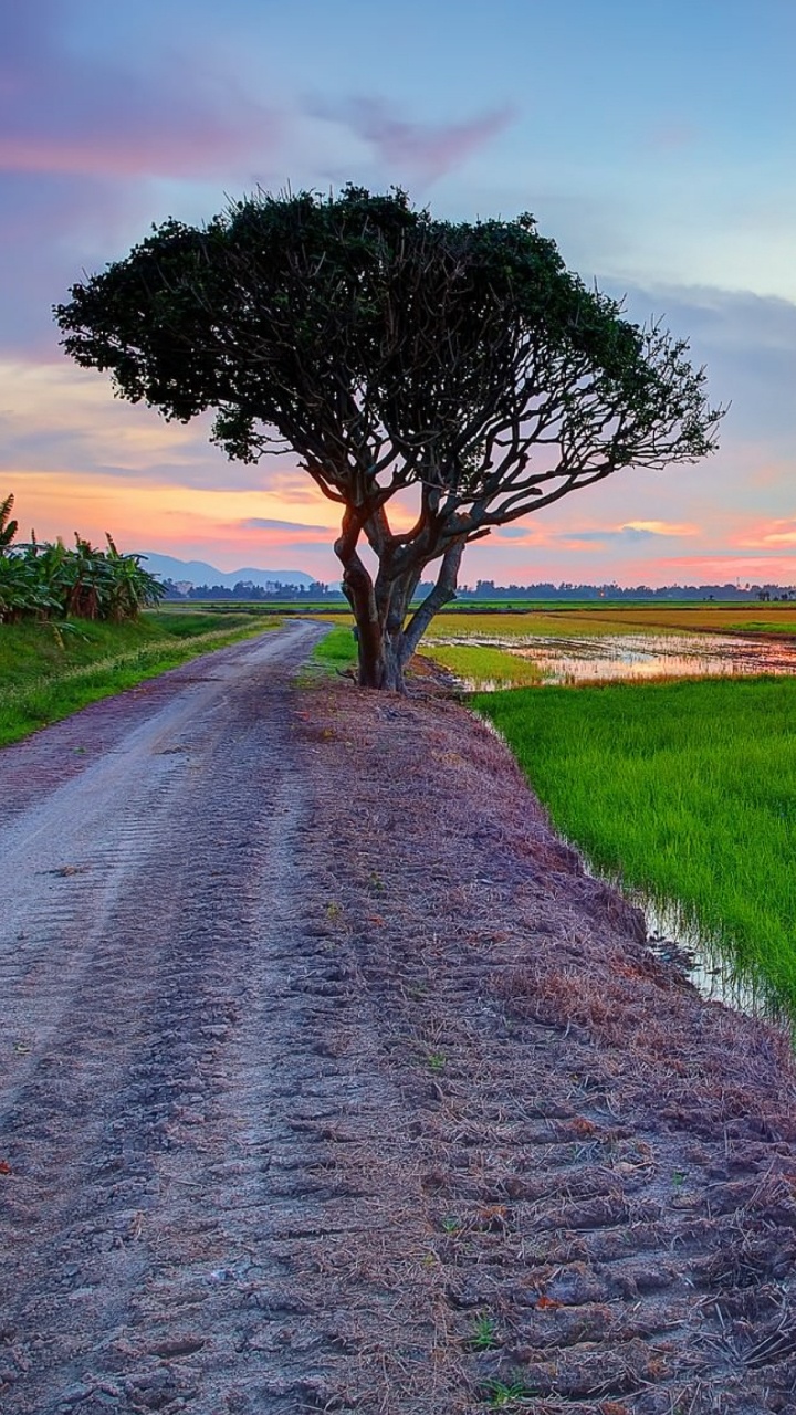 Обои горизонт, поле, дерево, дорога, сенокосное угодье в разрешении 720x1280