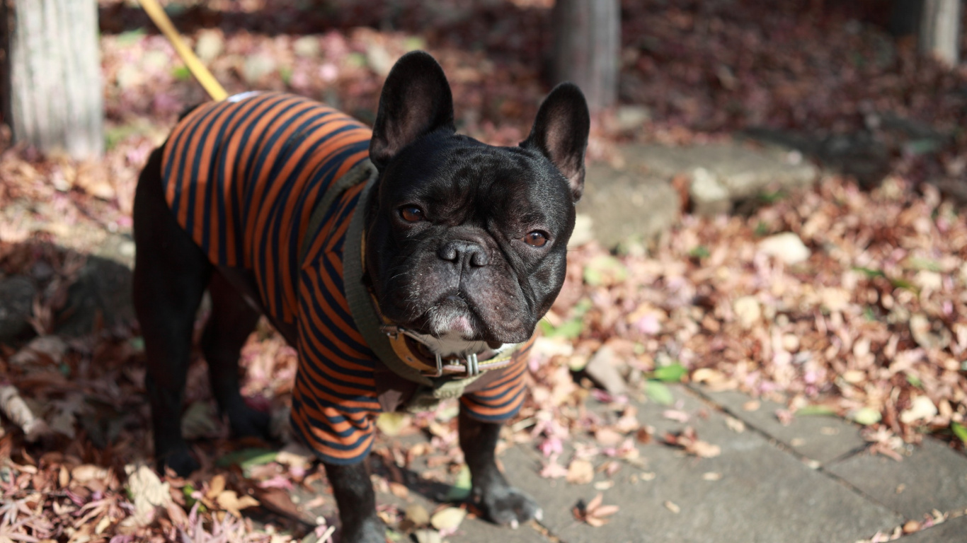 Обои французский Бульдог, мопс, собака породы, морда, порода собак в разрешении 1366x768