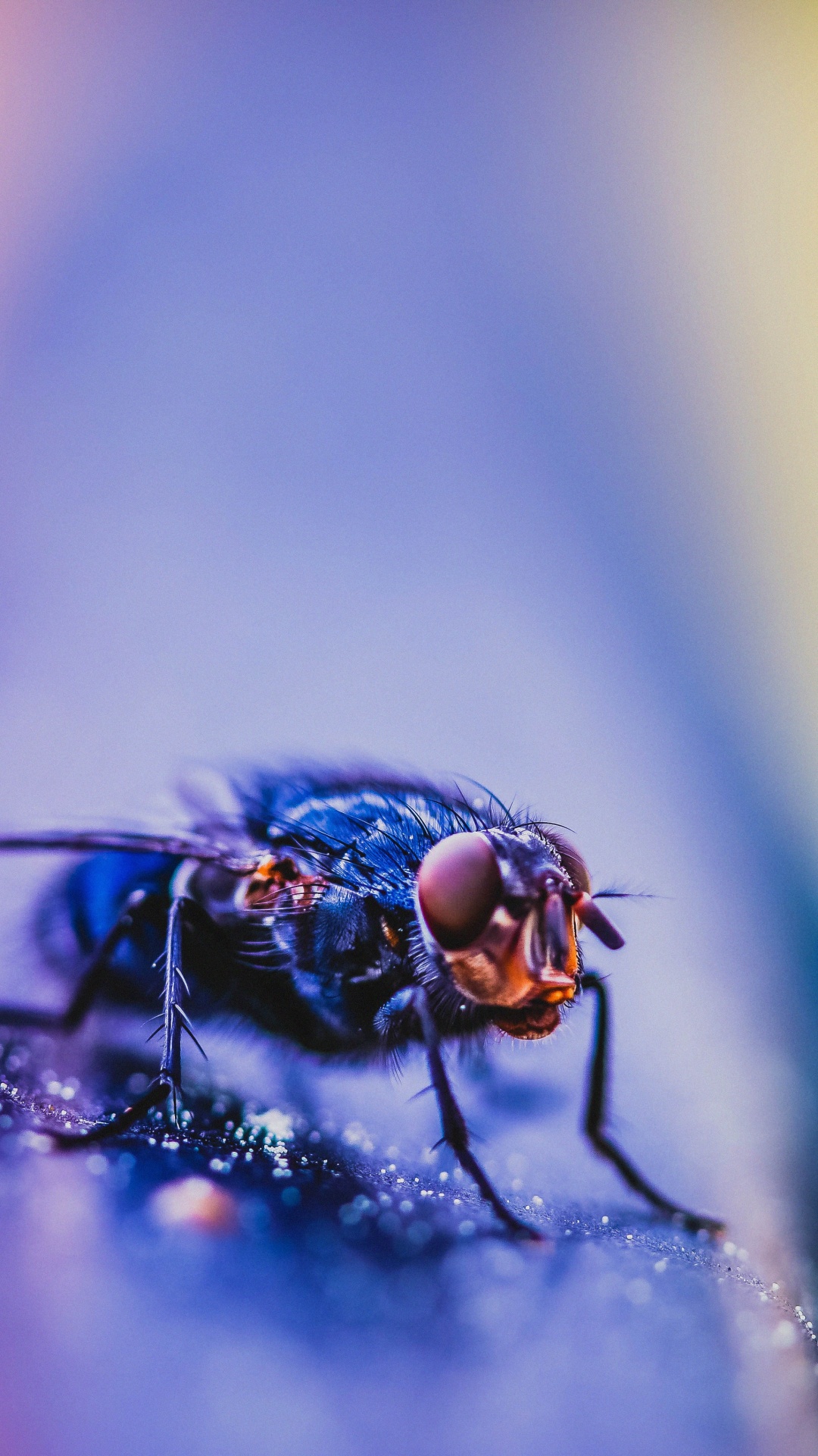 Обои красный цвет, паразит, синий, насекомое, глаз в разрешении 1080x1920