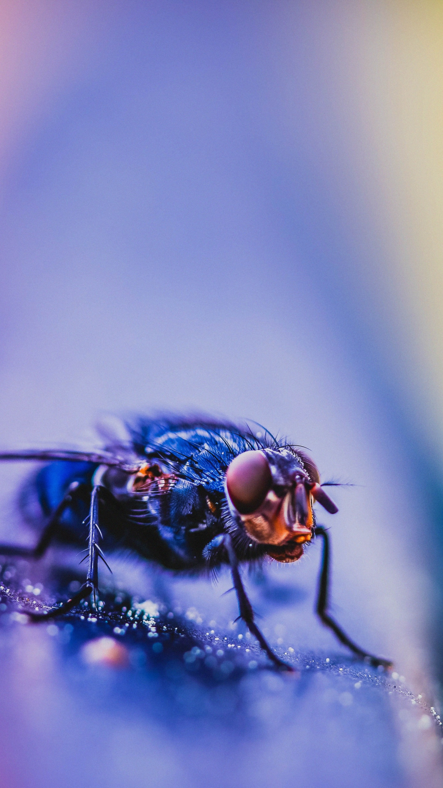 Обои красный цвет, паразит, синий, насекомое, глаз в разрешении 1440x2560