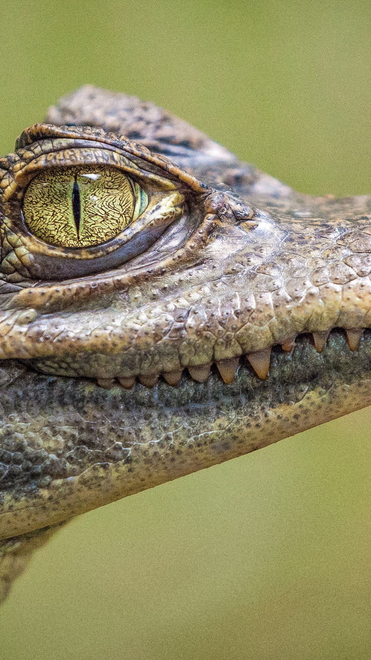 Обои нильский крокодил, морской крокодил, крокодилы, права животных, американский крокодил в разрешении 750x1334
