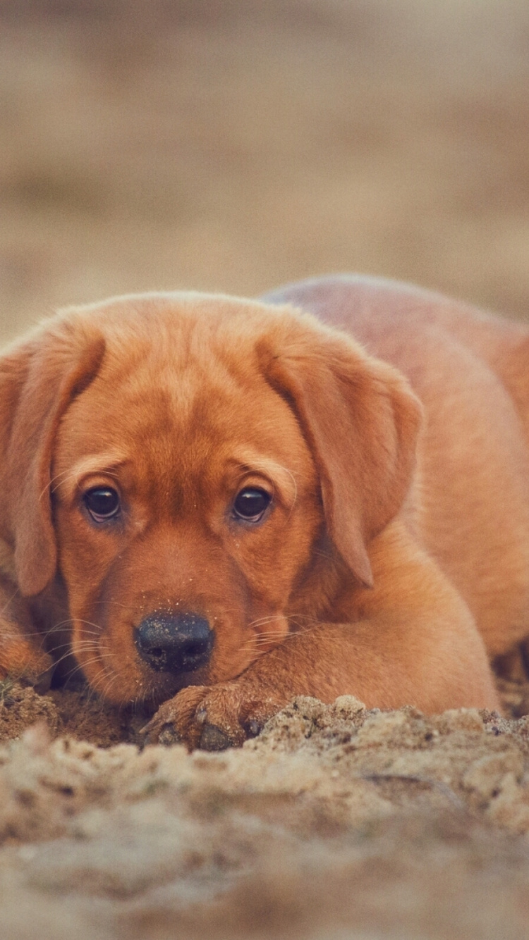 Обои лабрадор, щенок, пудель, собака породы, Брохольмер в разрешении 750x1334