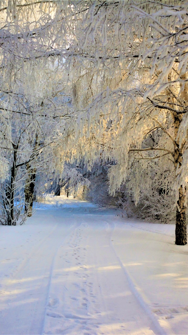 Обои зима, снег, дорога, дерево, природа в разрешении 720x1280