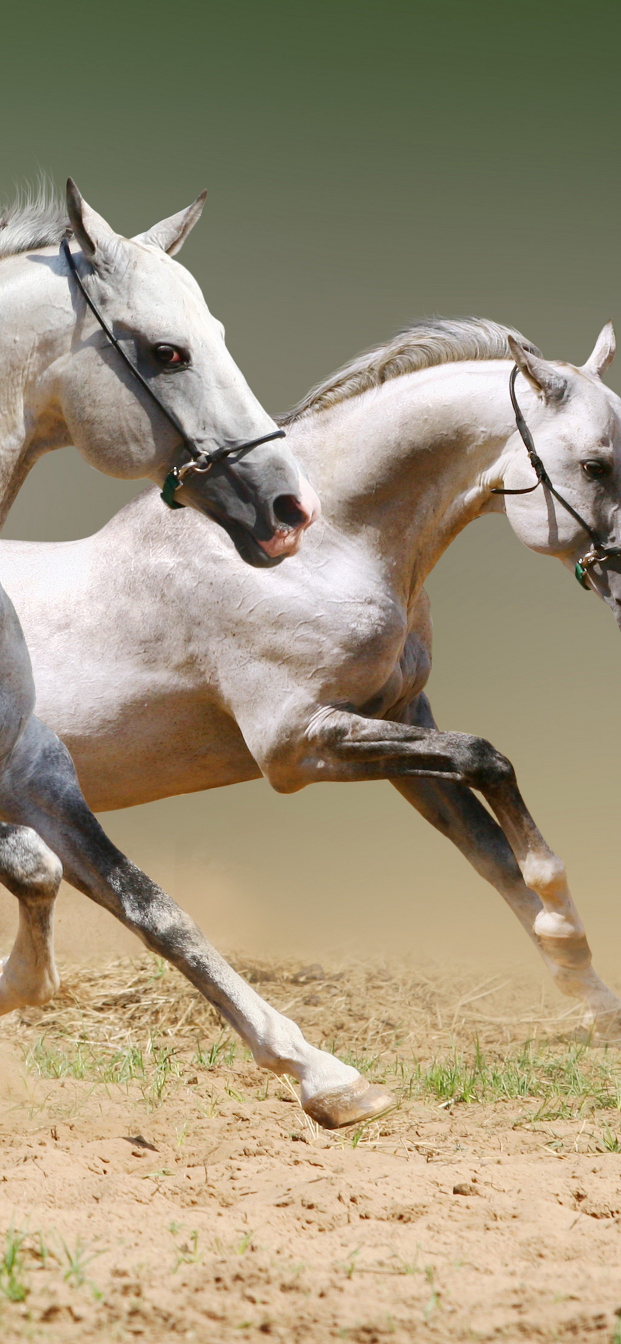 Обои конь, уздечка, жеребец, грива, кобыла в разрешении 1242x2688