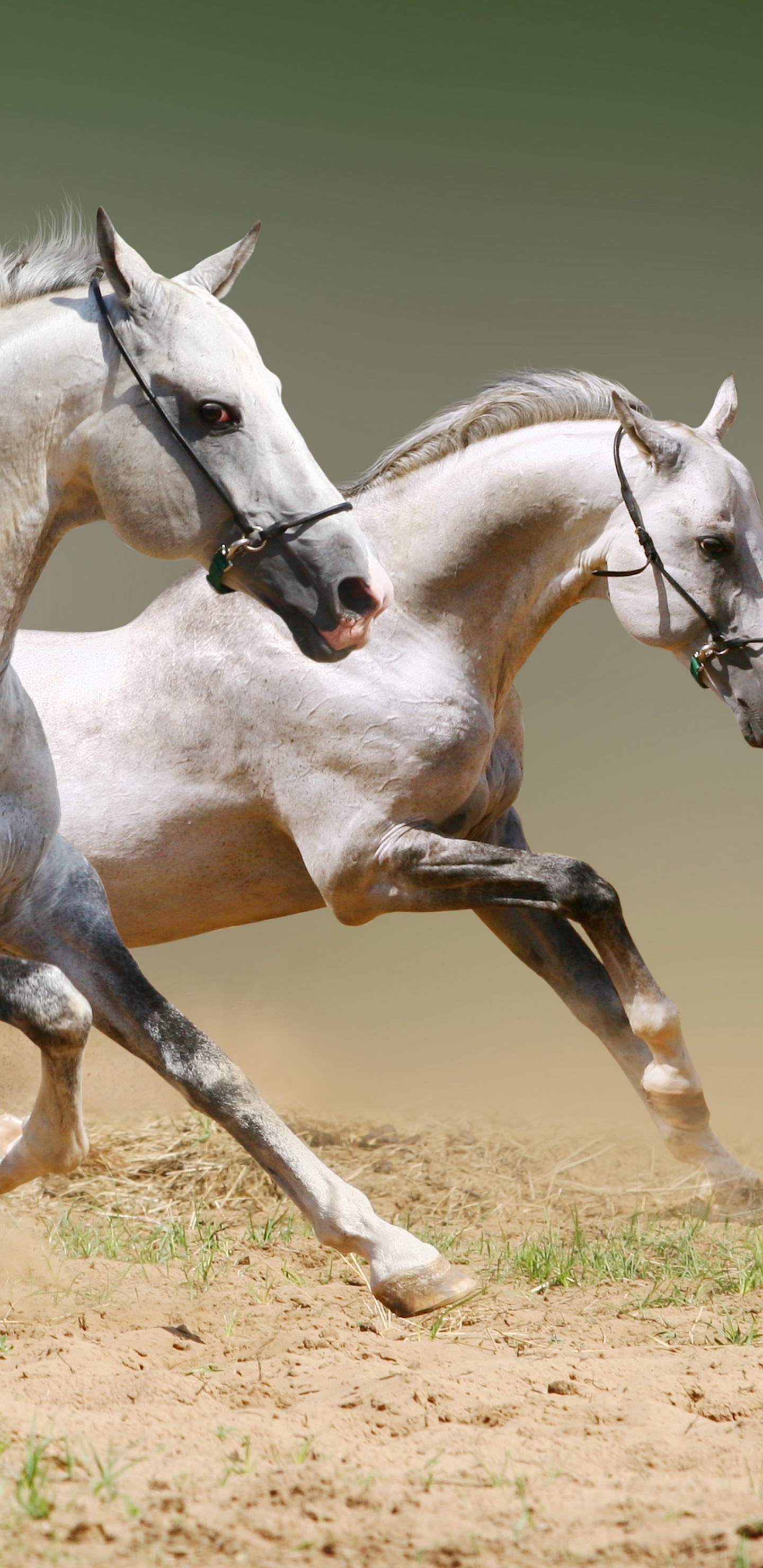 Обои конь, уздечка, жеребец, грива, кобыла в разрешении 1440x2960