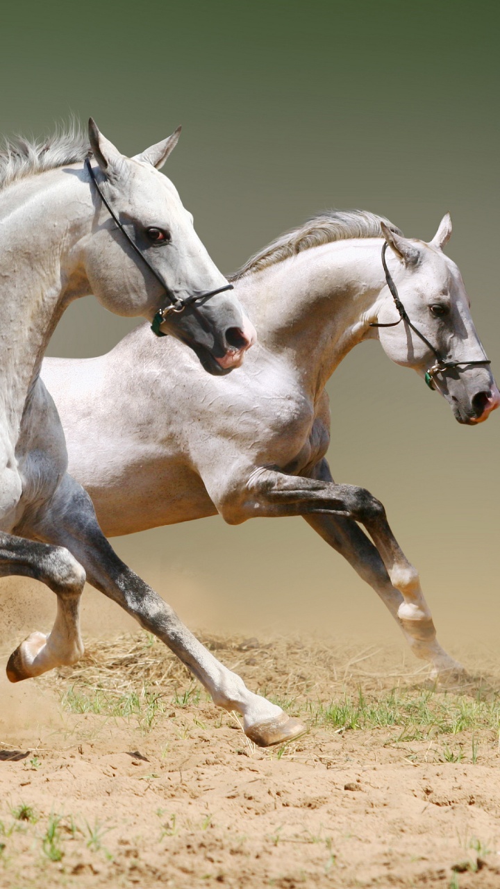Обои конь, уздечка, жеребец, грива, кобыла в разрешении 720x1280