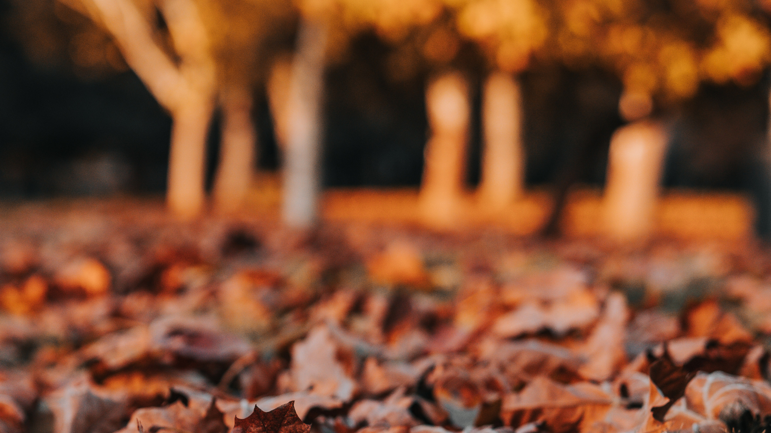 Обои лист, листопадные, осень, дерево, Апельсин в разрешении 2560x1440