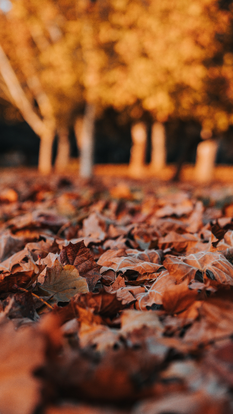 Обои лист, листопадные, осень, дерево, Апельсин в разрешении 750x1334