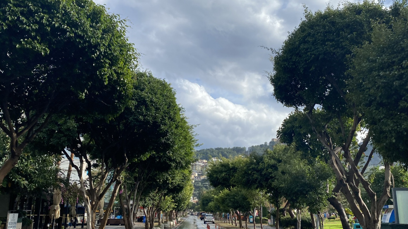 Обои дорожное покрытие, облако, растение, асфальт, дерево в разрешении 1366x768