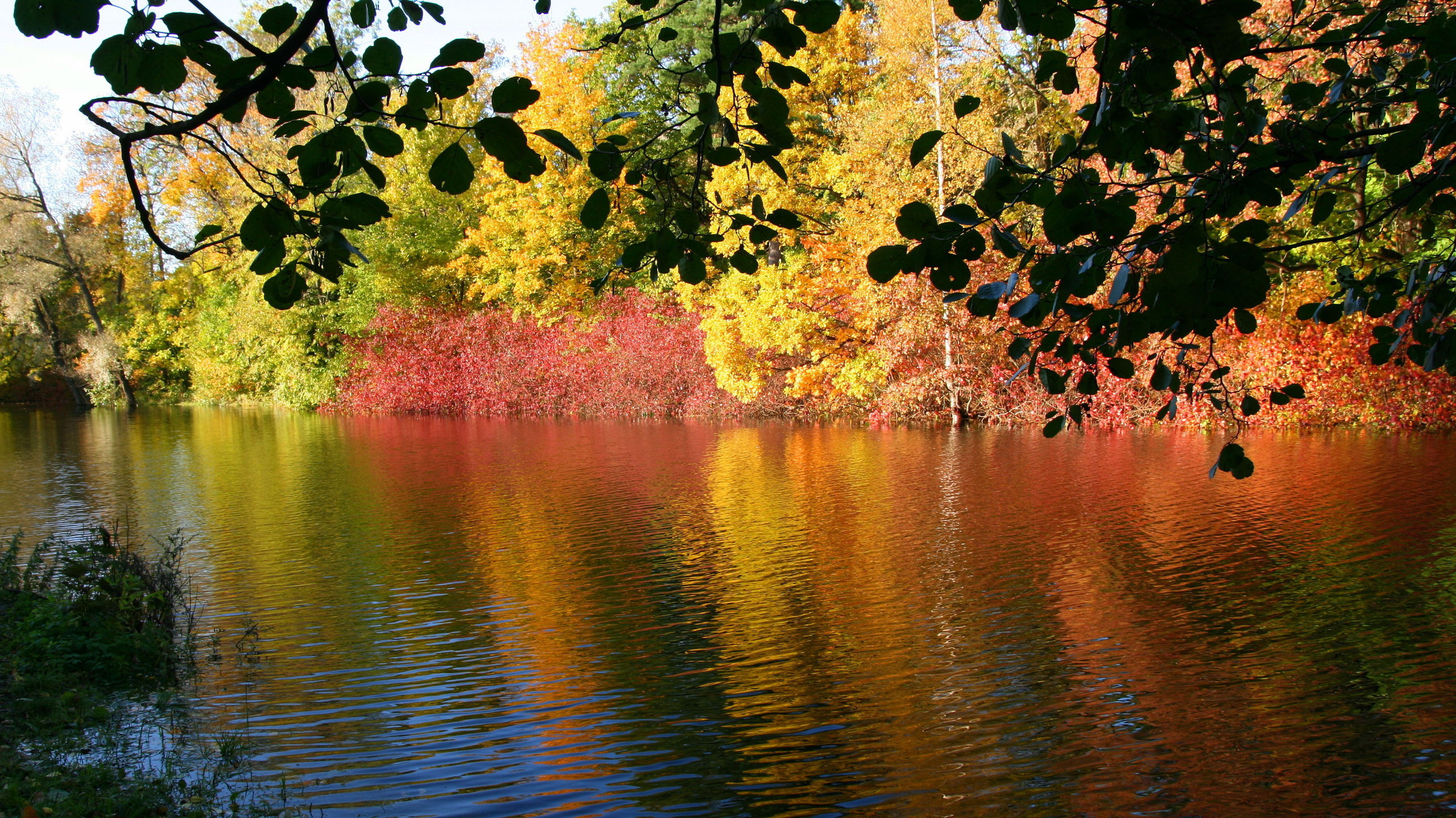 Обои природа, отражение, дерево, вода, лист в разрешении 2560x1440