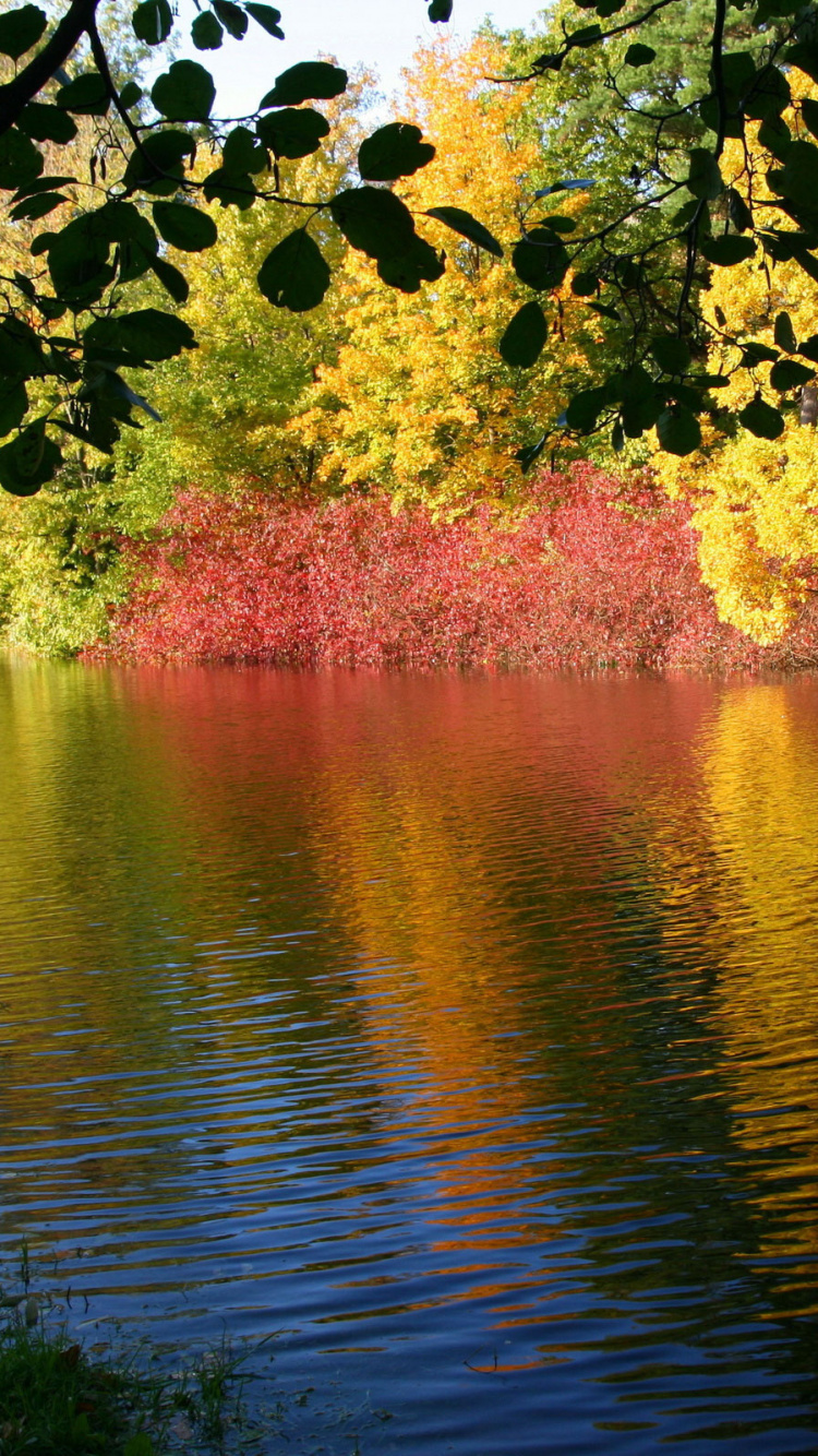 Обои природа, отражение, дерево, вода, лист в разрешении 750x1334