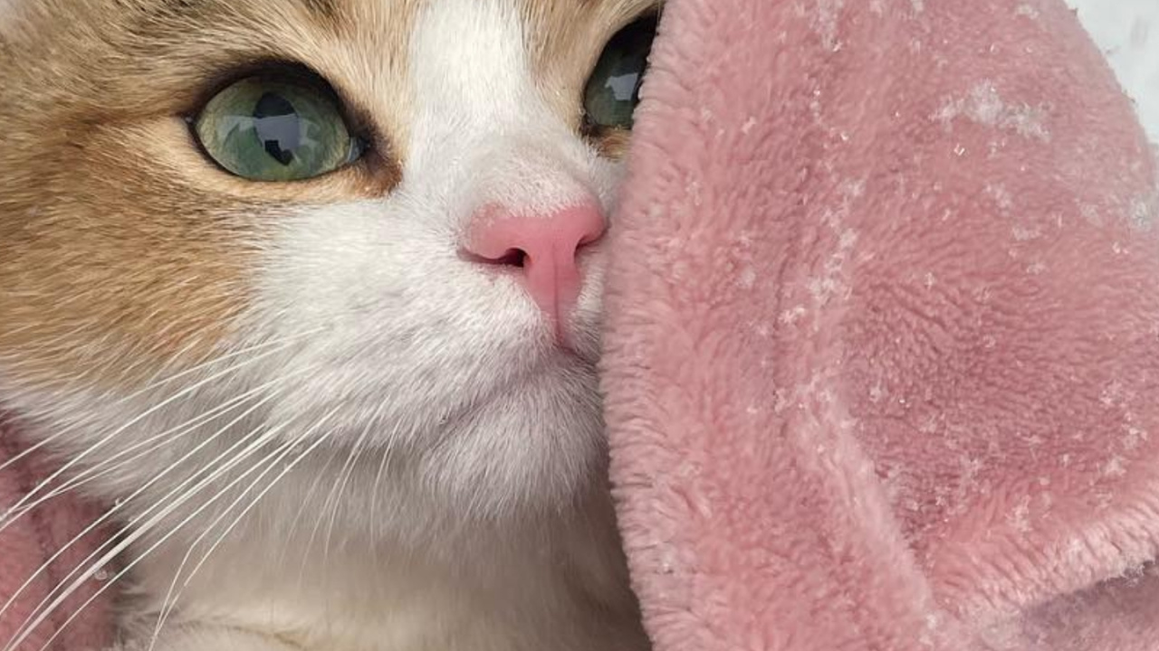 Обои абиссинец, европейская короткошерстная, эгейская кошка, американская жесткошерстная кошка, Сингапура кошка в разрешении 1280x720