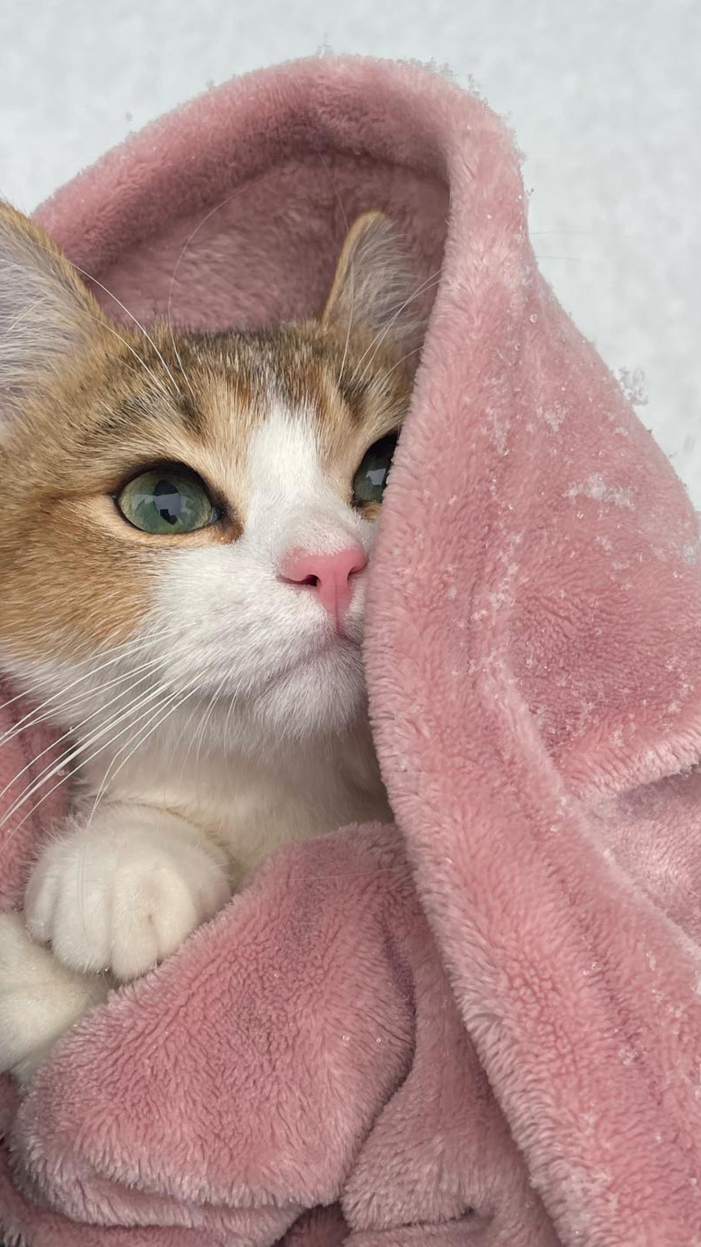 Обои абиссинец, европейская короткошерстная, эгейская кошка, американская жесткошерстная кошка, Сингапура кошка в разрешении 1440x2560