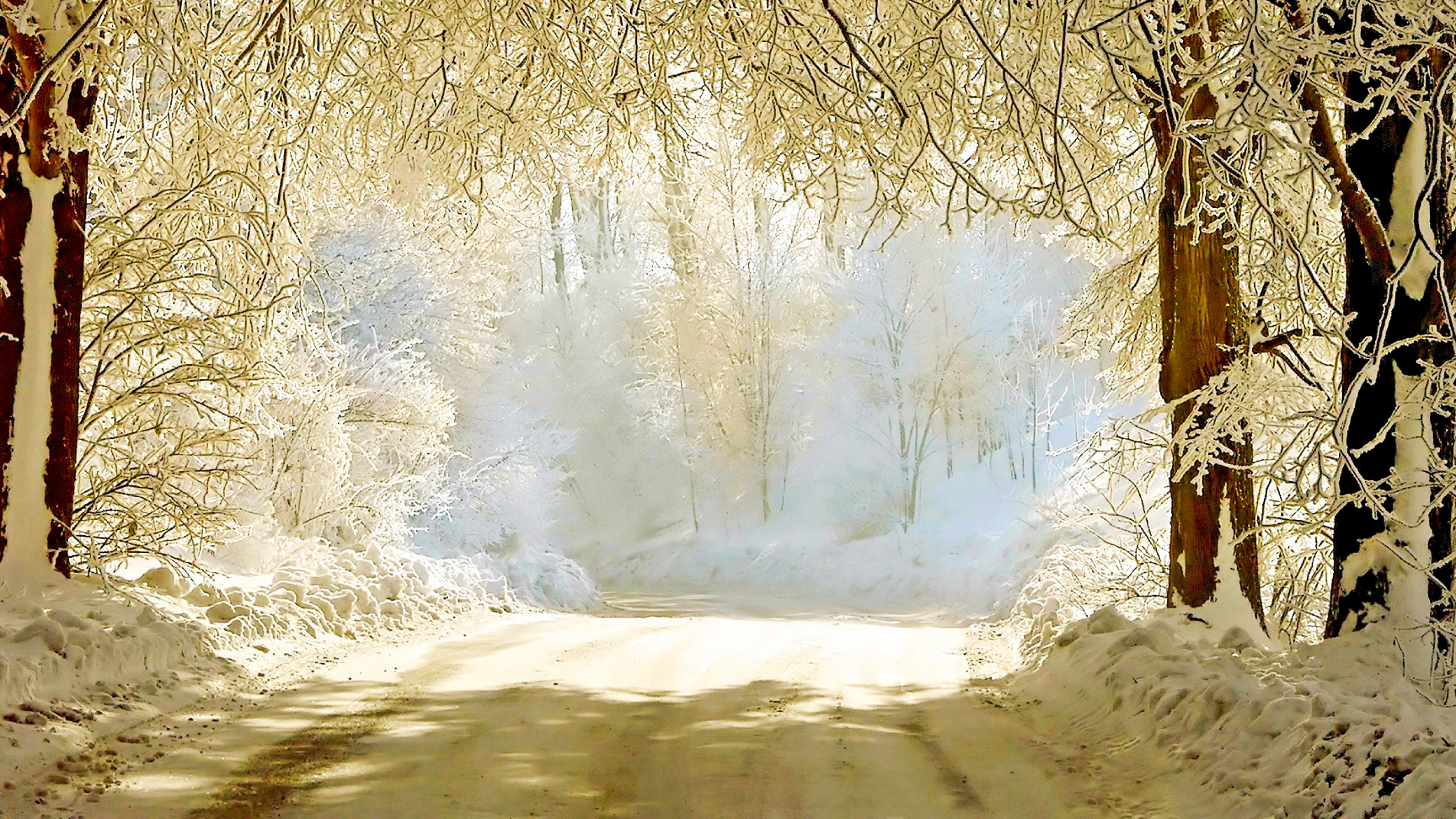 Обои зима, природа, дерево, солнечный свет, ветвь в разрешении 2560x1440