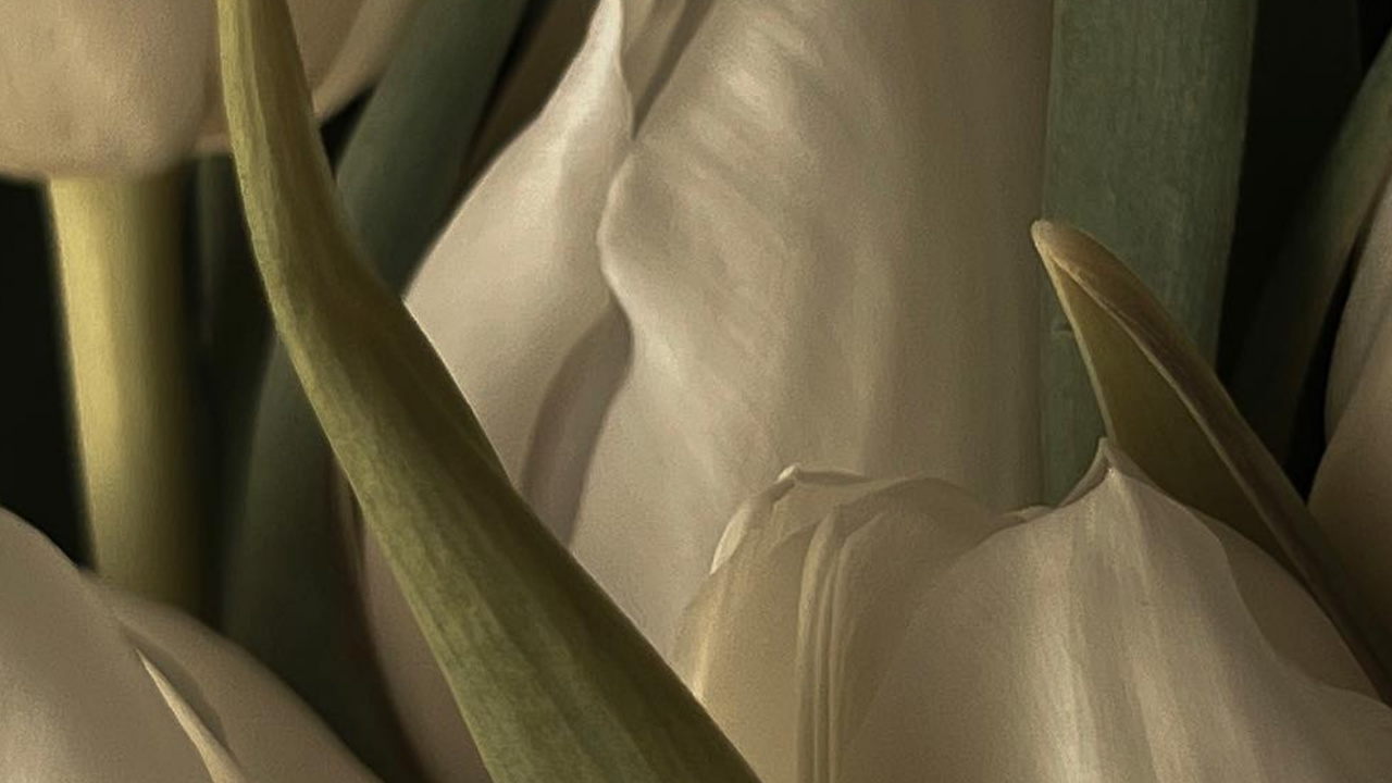 Обои тюльпаны, цветок, серьга, лепесток, наземное растение в разрешении 1280x720