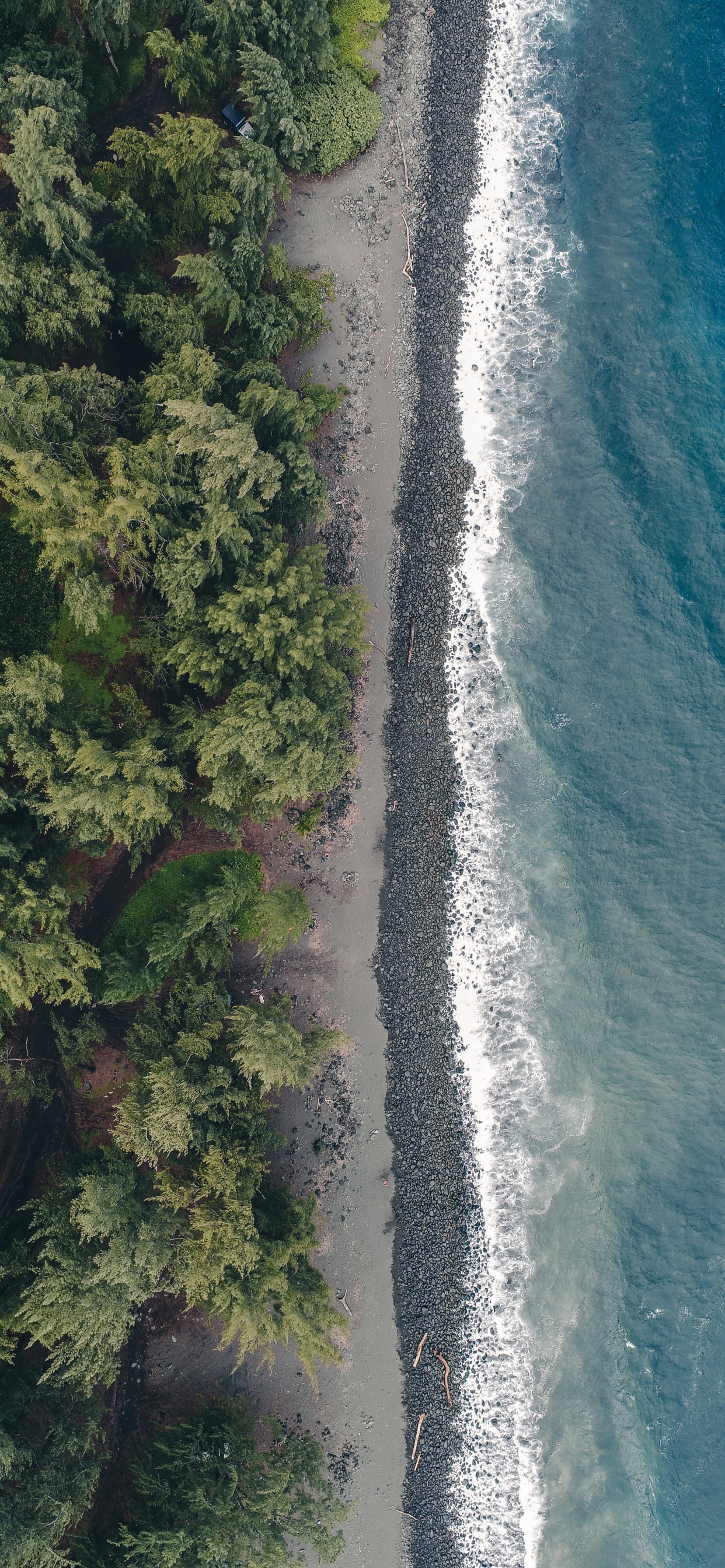 Обои вода, гидроресурсы, растительность, побережье, водоток в разрешении 1242x2688