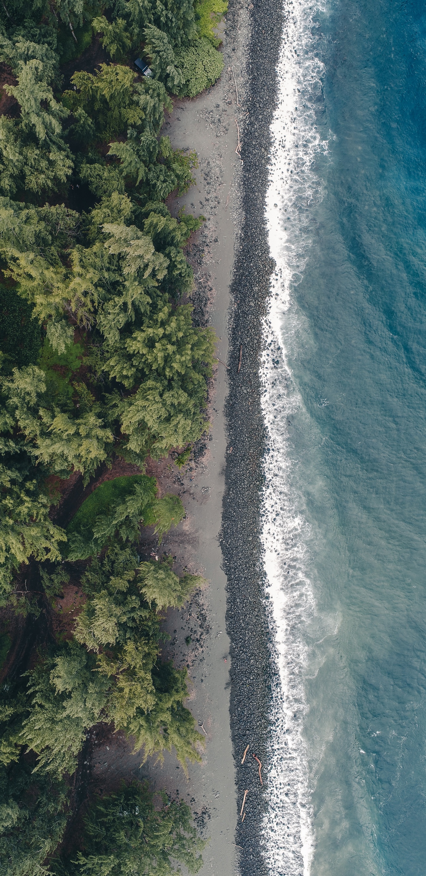 Обои вода, гидроресурсы, растительность, побережье, водоток в разрешении 1440x2960