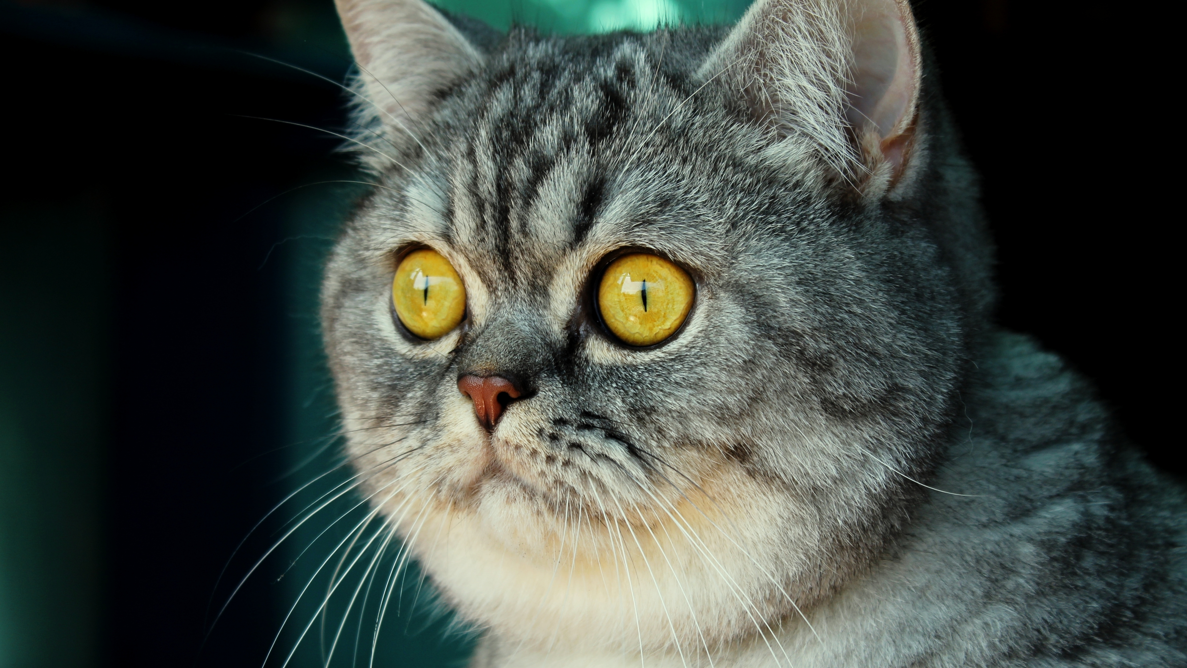 Обои кот, бакенбарды, кошачьих, морда, европейская короткошерстная в разрешении 3840x2160