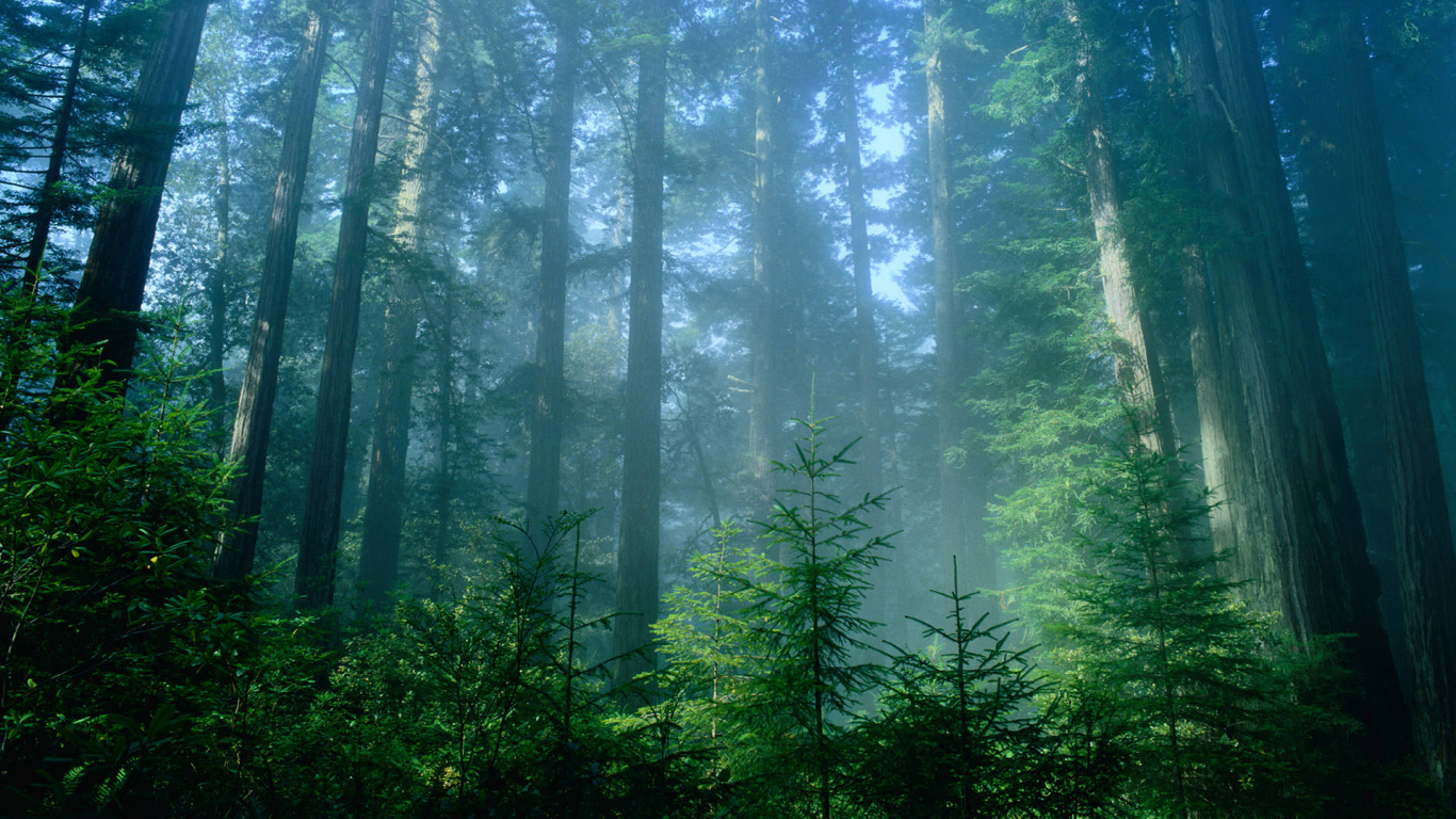 Обои лес, природа, растительность, лесистая местность, жизнь в разрешении 1366x768