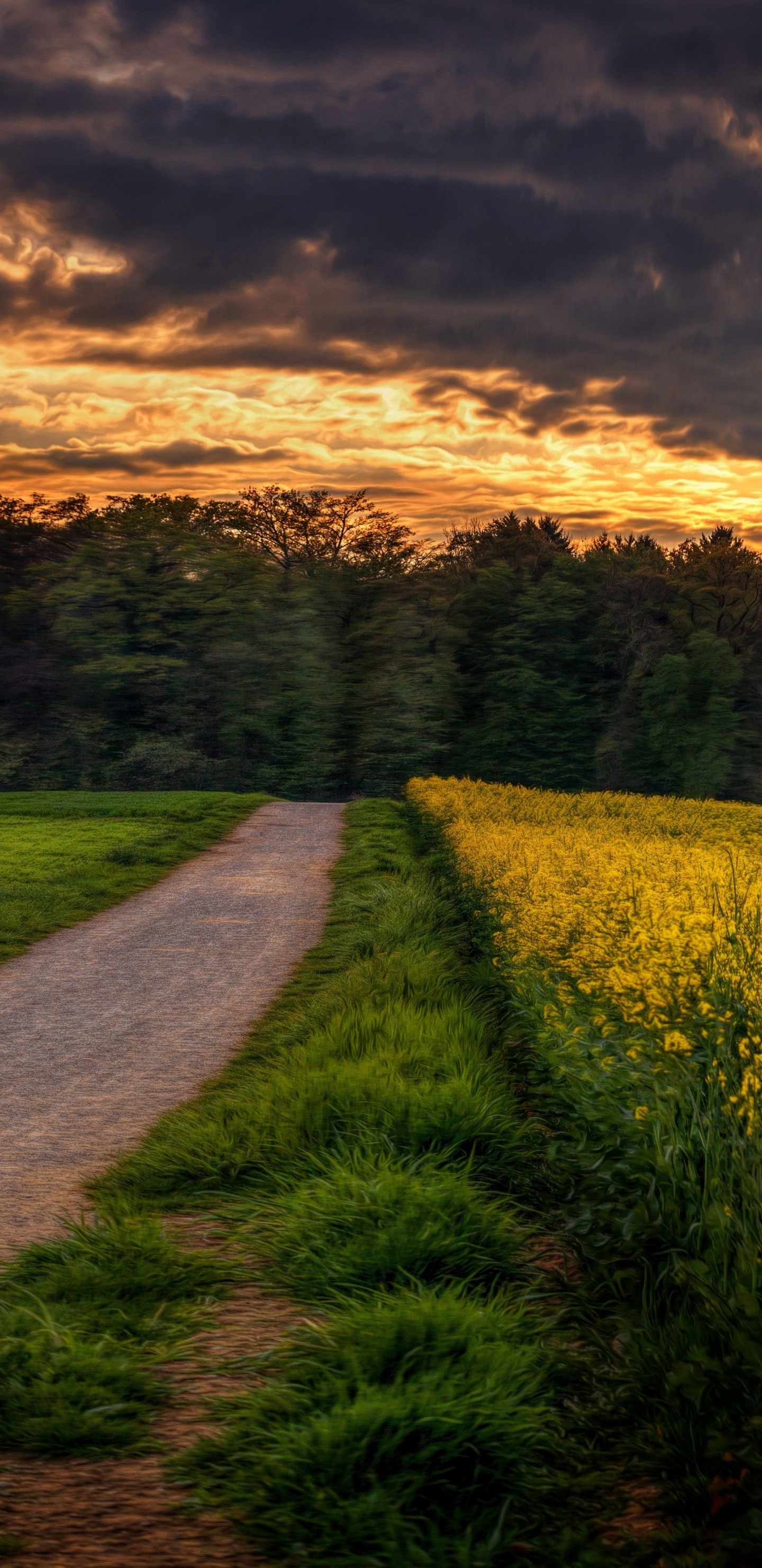 Обои поле, расповое, облако, урожай, полевой цветок в разрешении 1440x2960
