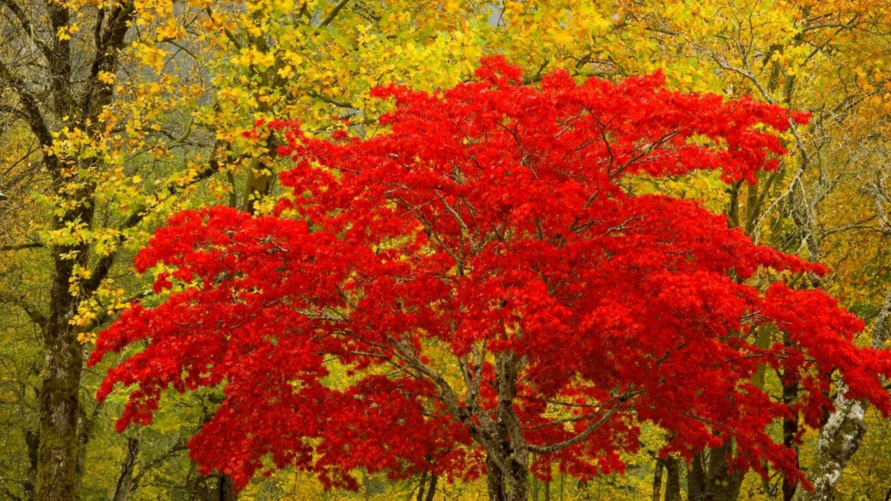 Обои природа, дерево, осень, древесные растения, листопадные в разрешении 1280x720