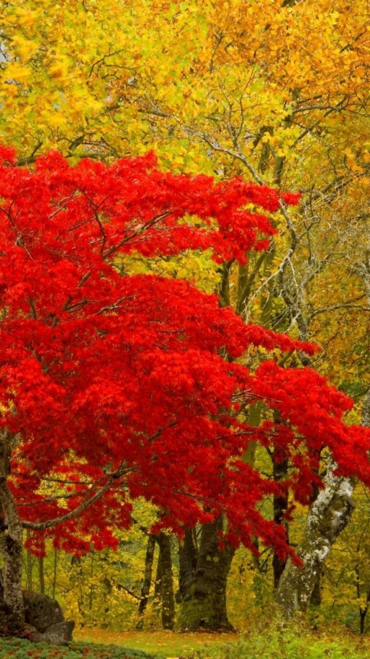 Обои природа, дерево, осень, древесные растения, листопадные в разрешении 720x1280