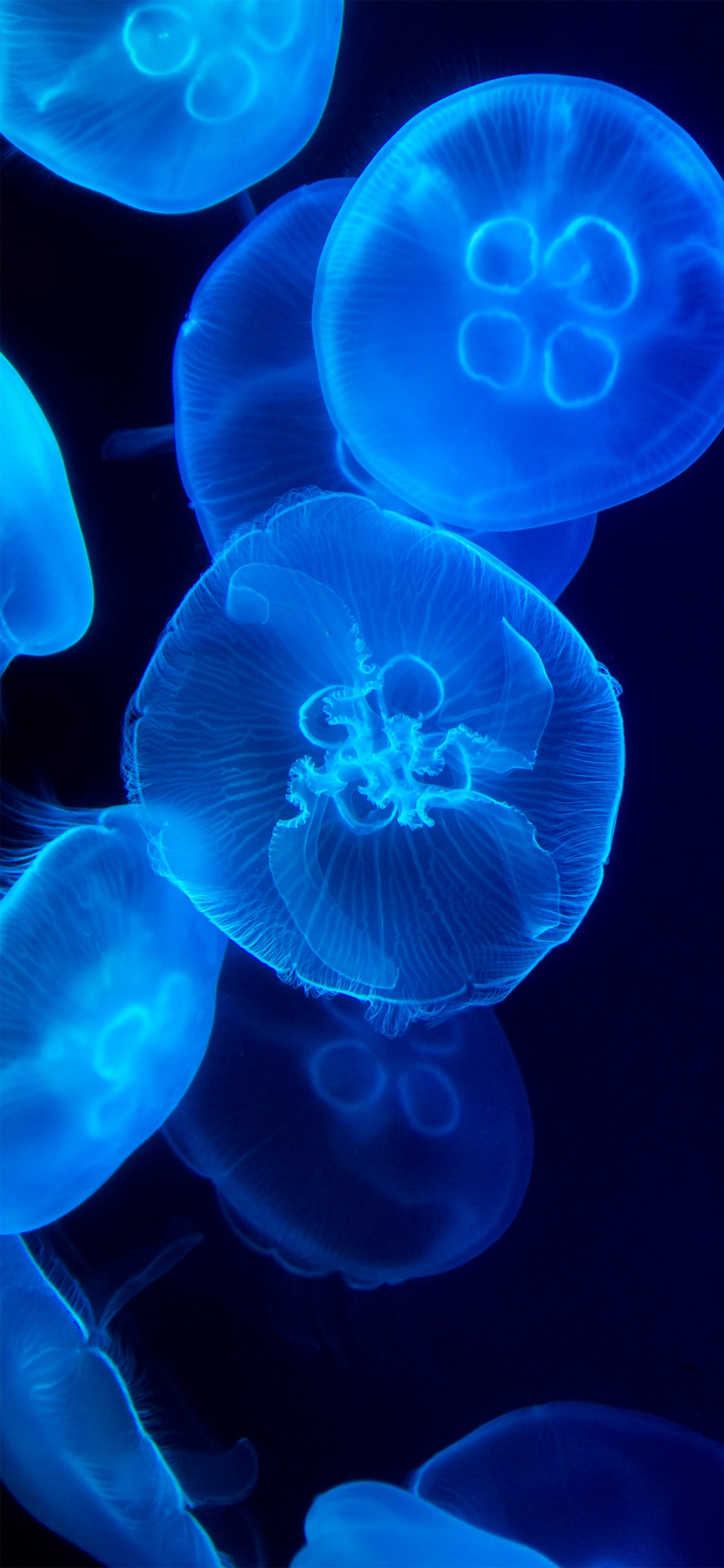 Обои Медуза, морская биология, cnidaria, морские беспозвоночные, биолюминесценция в разрешении 1125x2436