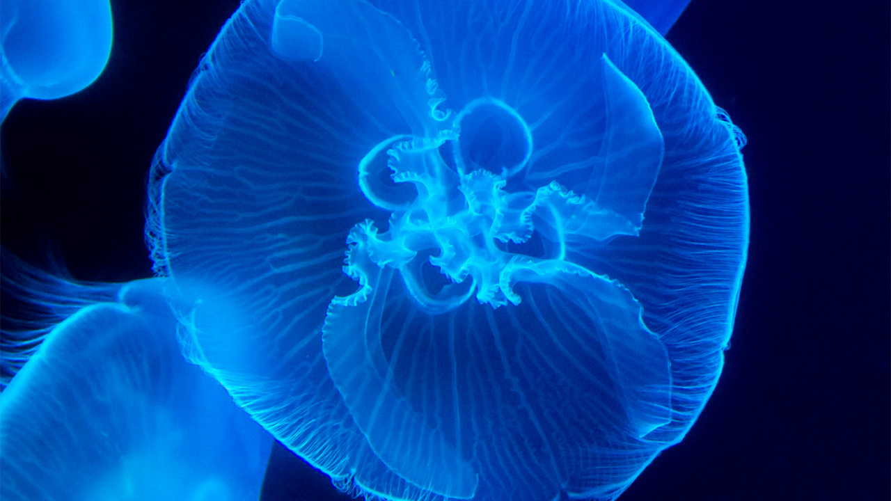 Обои Медуза, морская биология, cnidaria, морские беспозвоночные, биолюминесценция в разрешении 1280x720