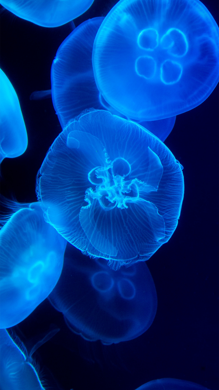 Обои Медуза, морская биология, cnidaria, морские беспозвоночные, биолюминесценция в разрешении 750x1334