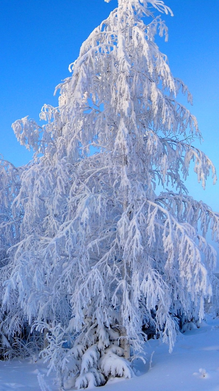 Обои снег, зима, дерево, замораживание, мороз в разрешении 720x1280