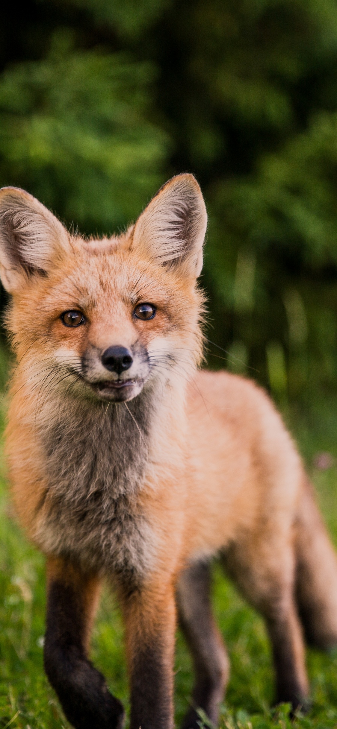 Обои кот, лиса, рыжая лисица, Псовые, живая природа в разрешении 1125x2436