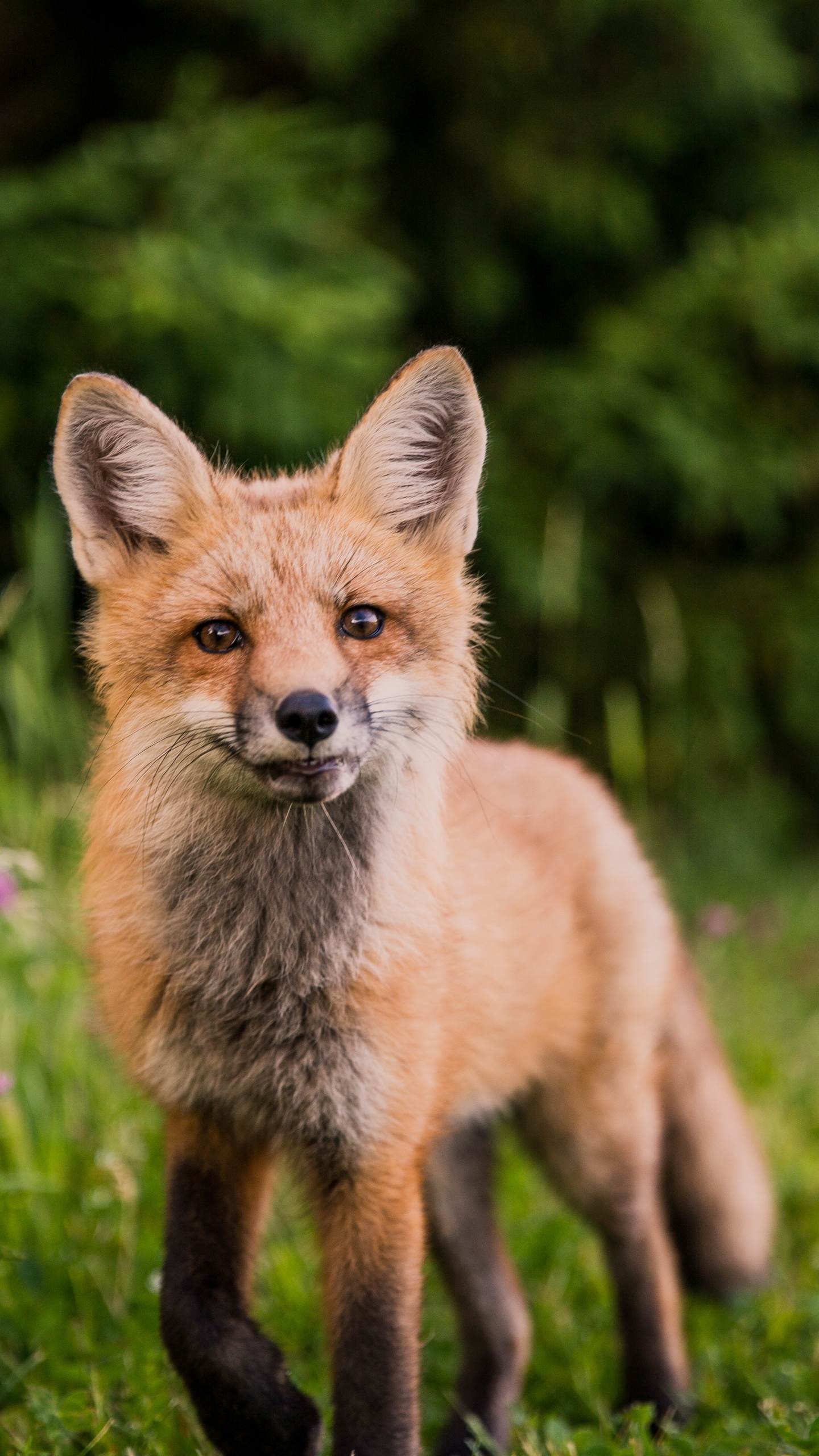 Обои кот, лиса, рыжая лисица, Псовые, живая природа в разрешении 1440x2560