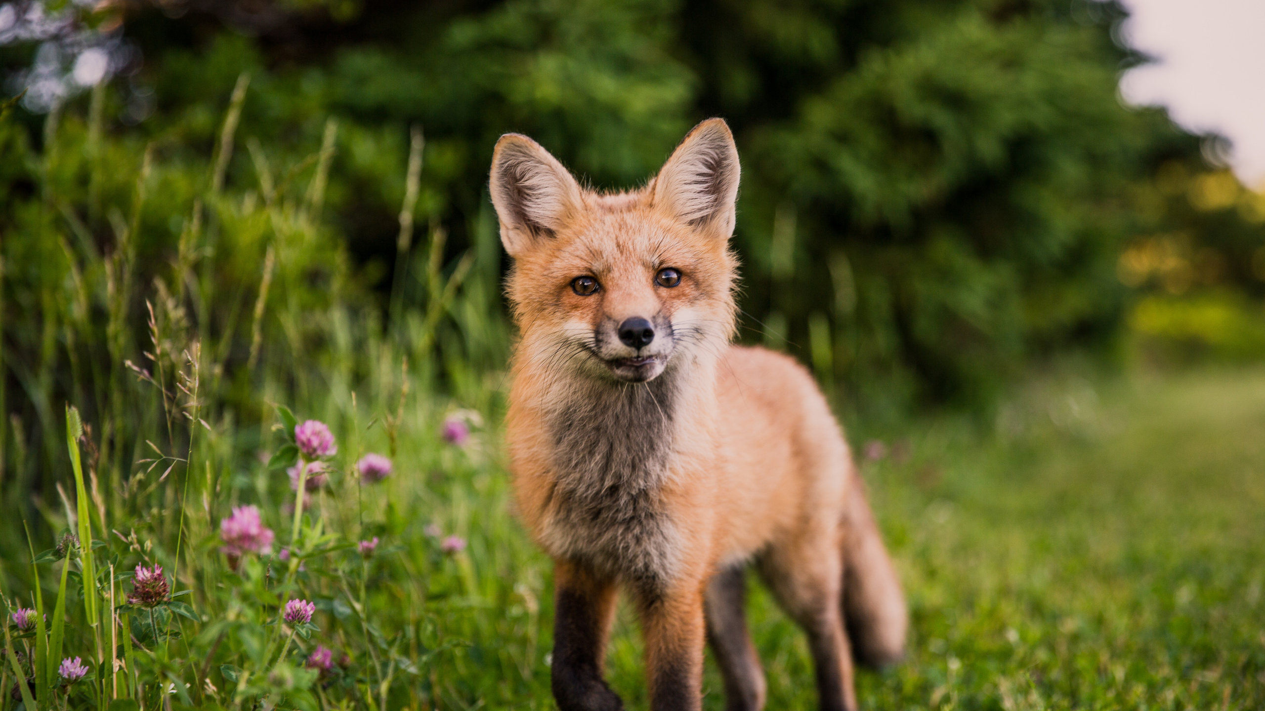 Обои кот, лиса, рыжая лисица, Псовые, живая природа в разрешении 2560x1440