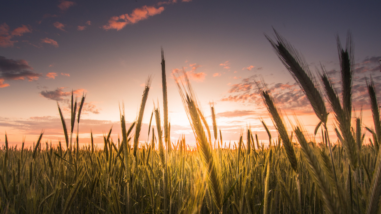 Обои закат, вечер, горизонт, семейство травы, музыка в разрешении 1280x720